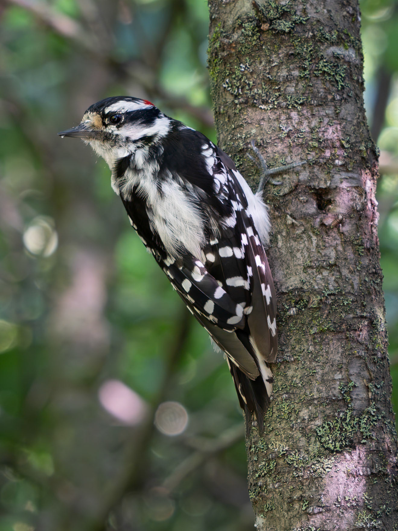 female downy woodpecker