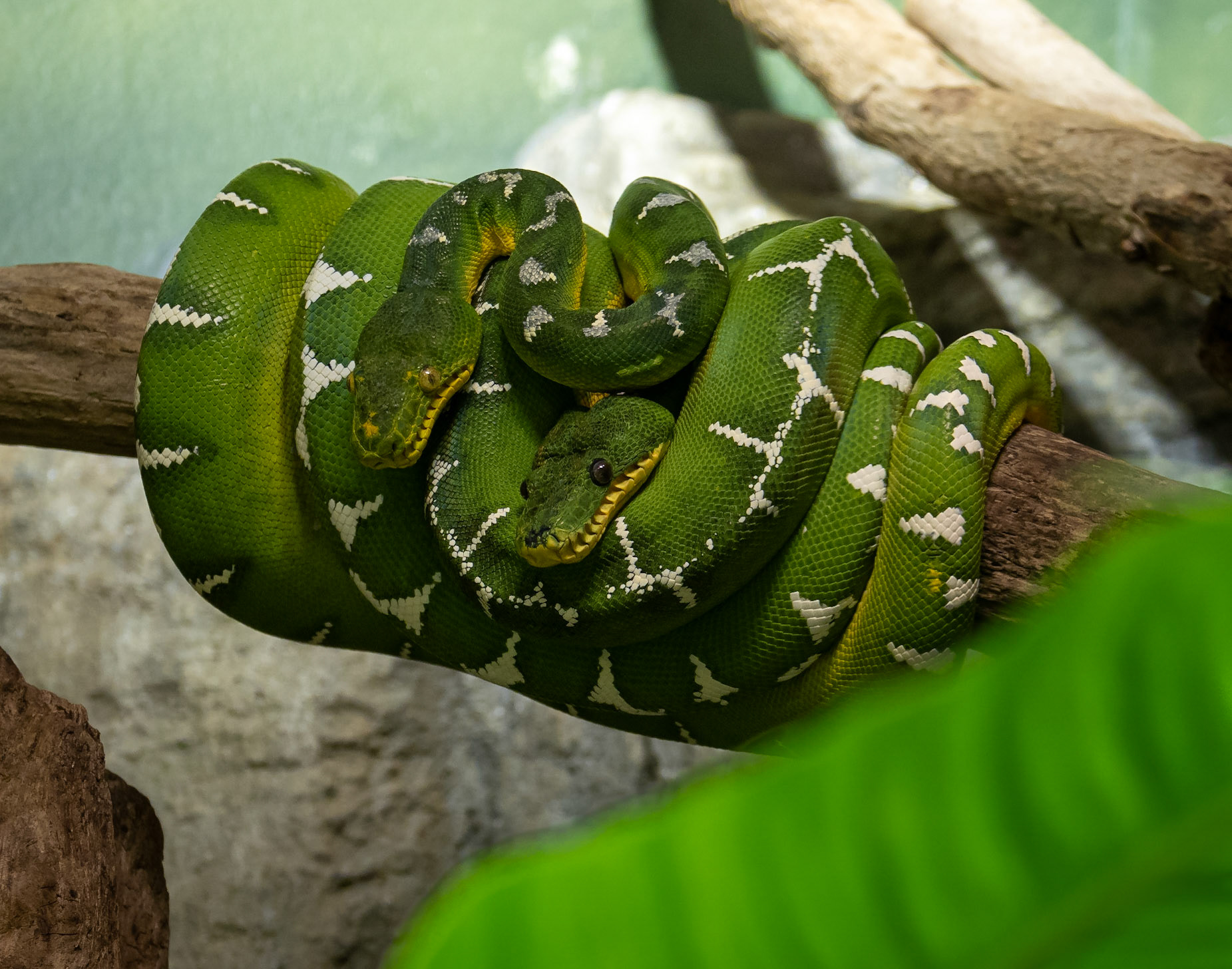 Emerald tree boa