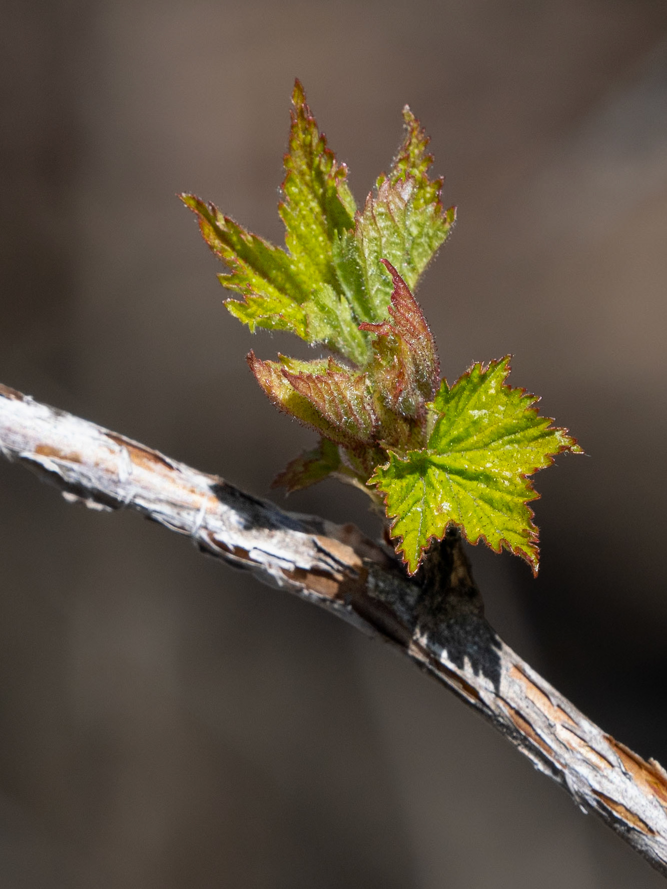 ninebark