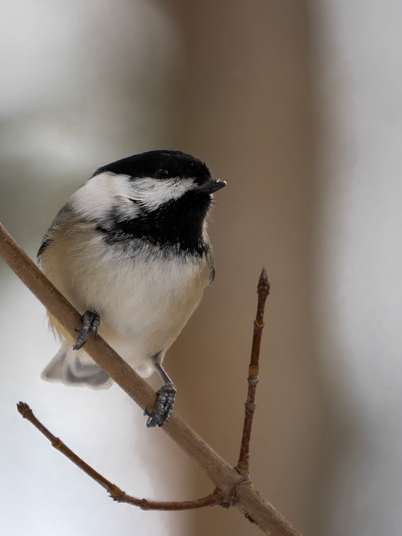 Chickadee