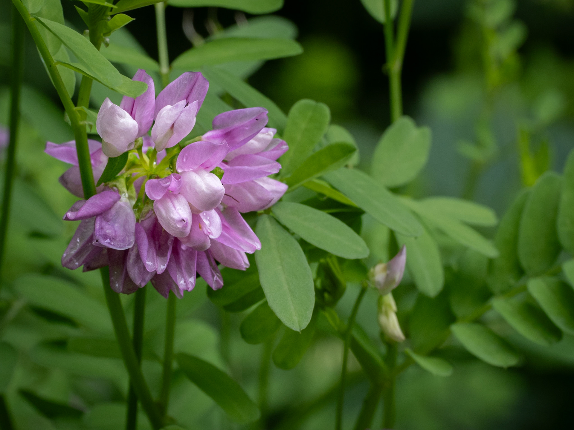 crown vetch