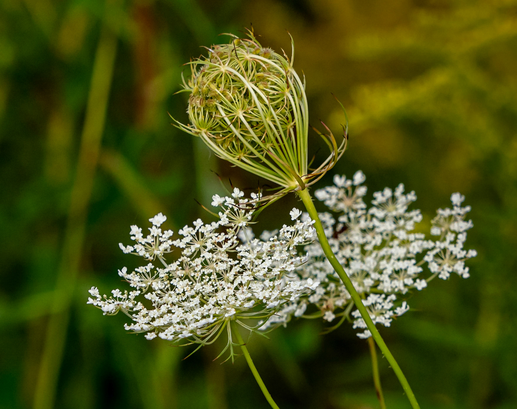 Queen Anne's lace