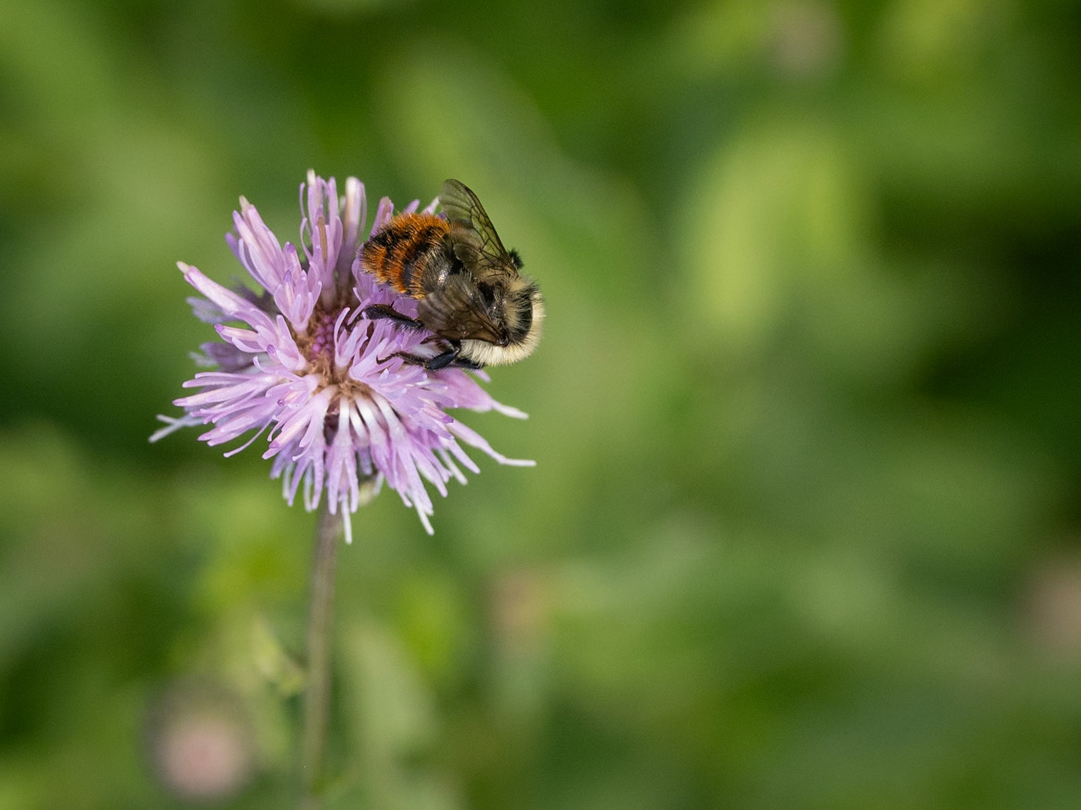 red-belted bumble bee