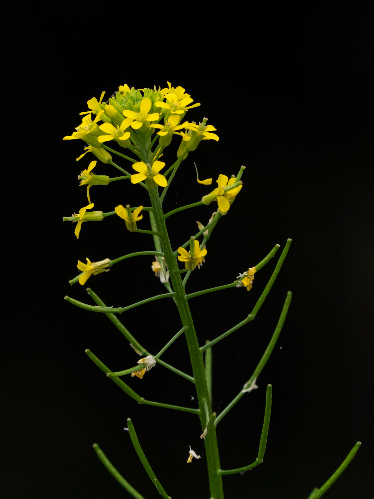 treacle hedge-mustard