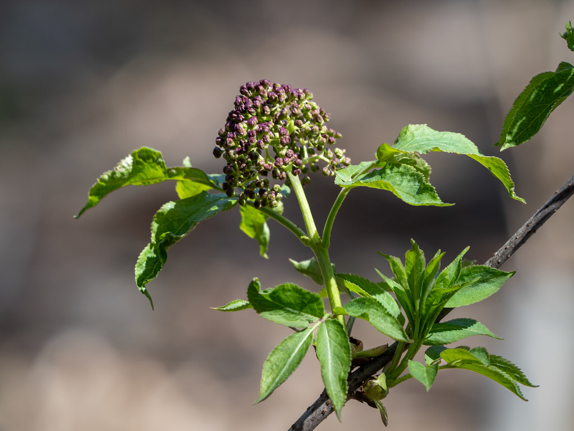 elderberry