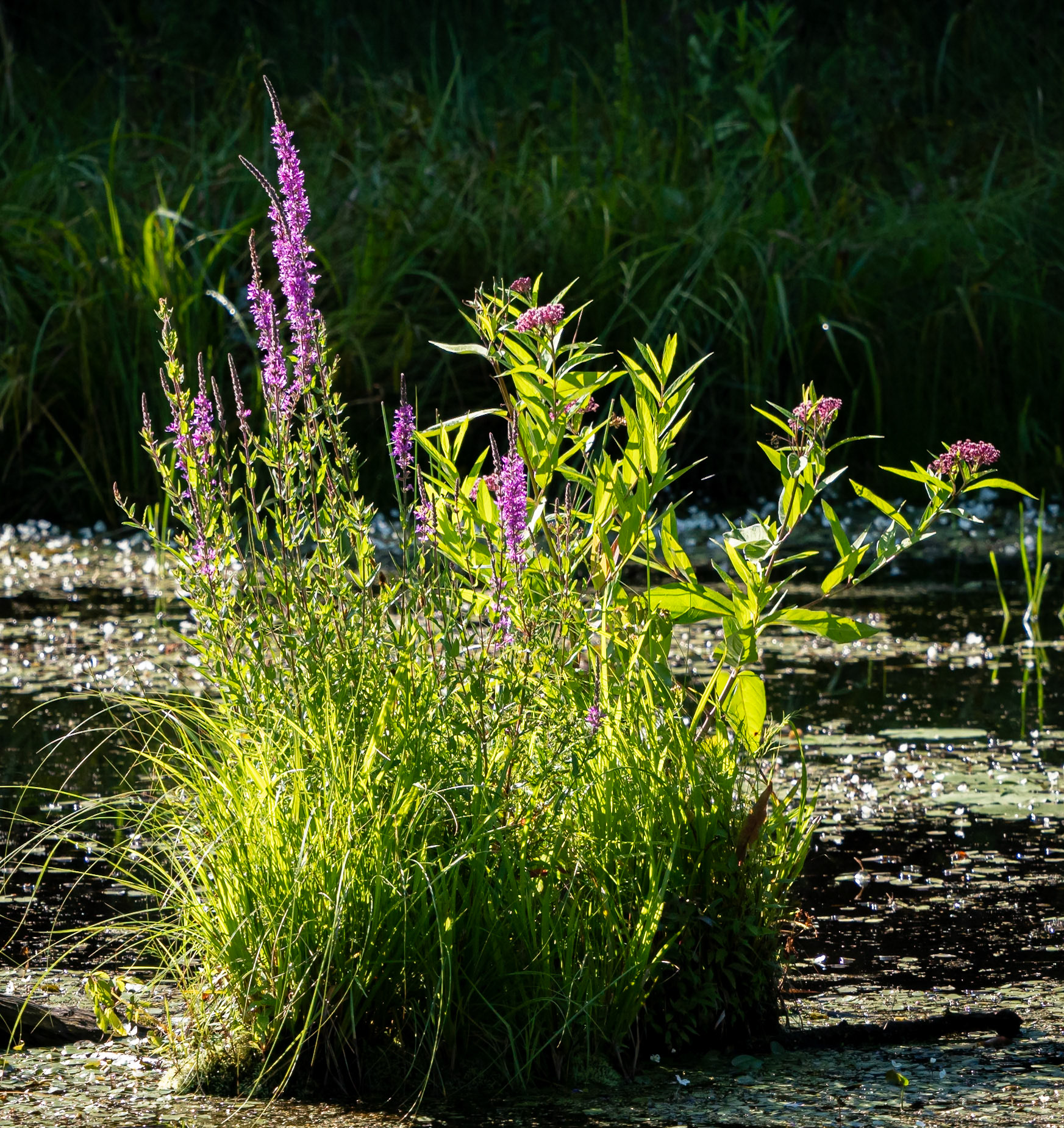 purple loosestrife