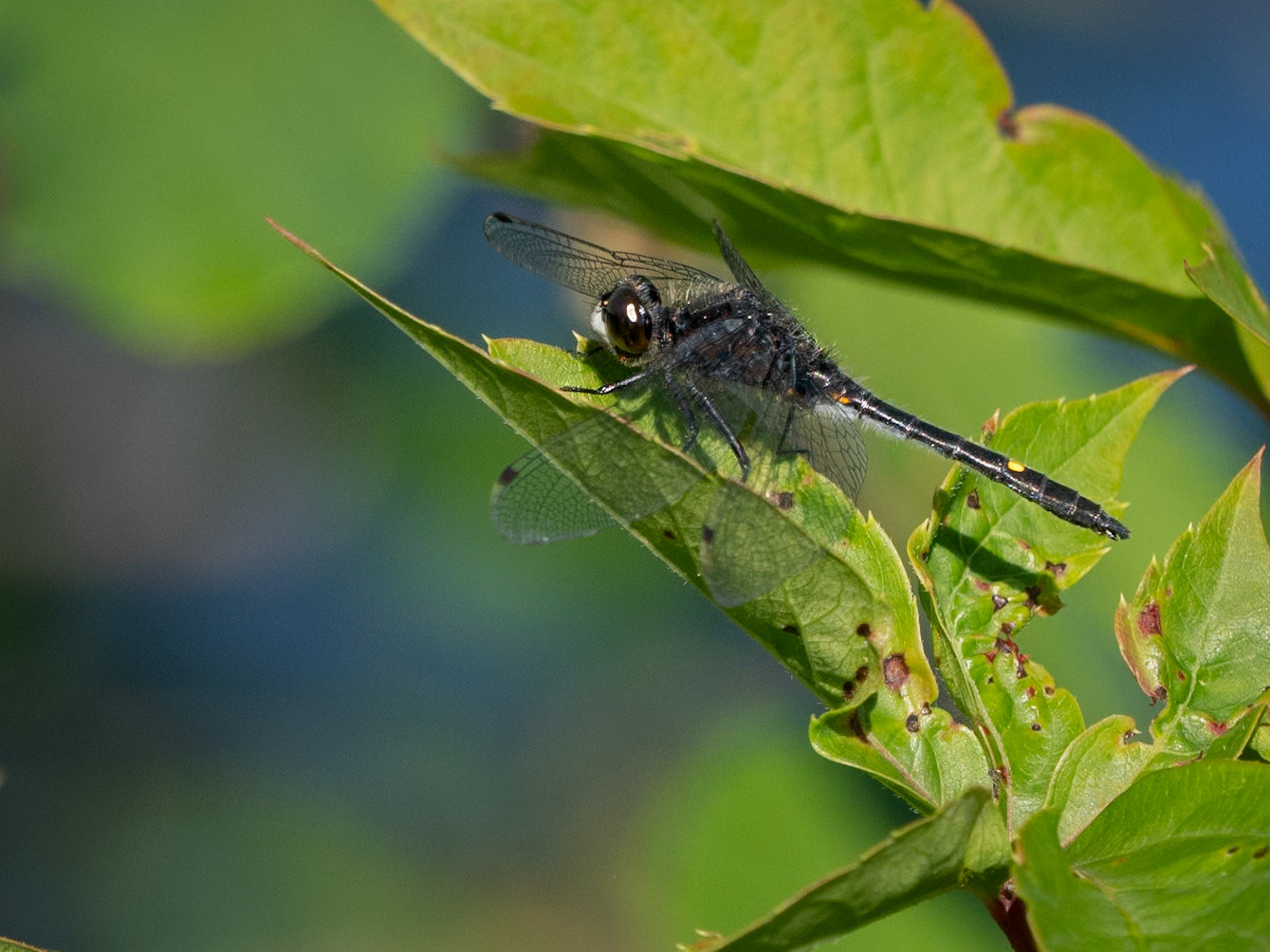 dot-tailed white face