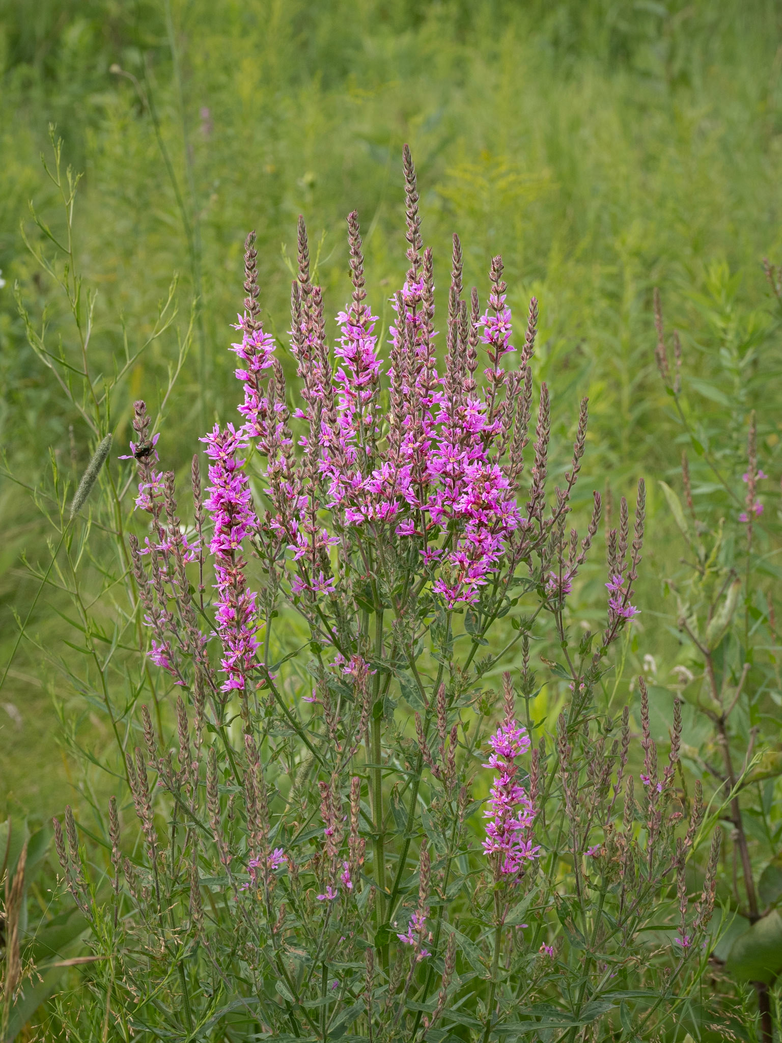purple loosestrife