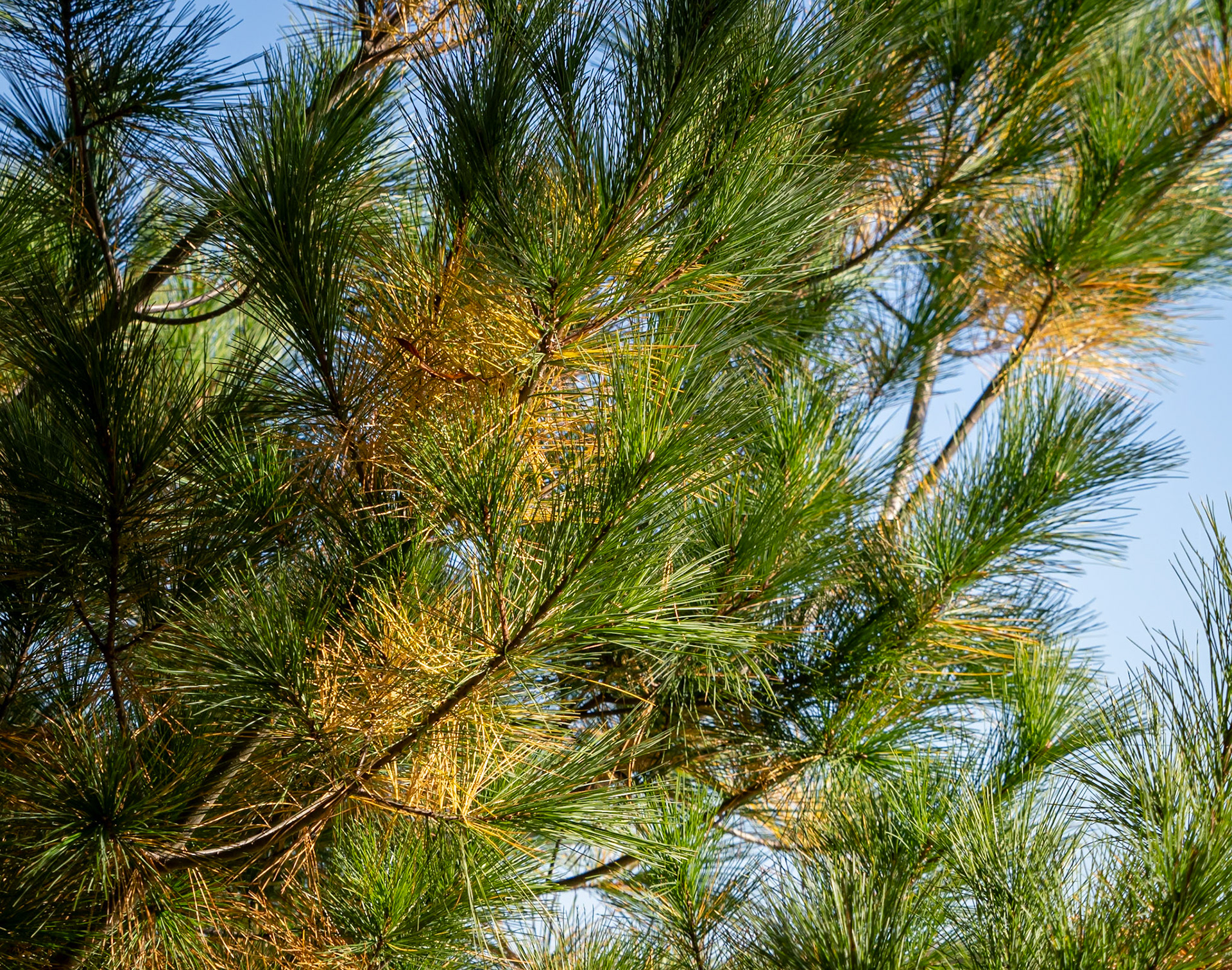 Pine needles