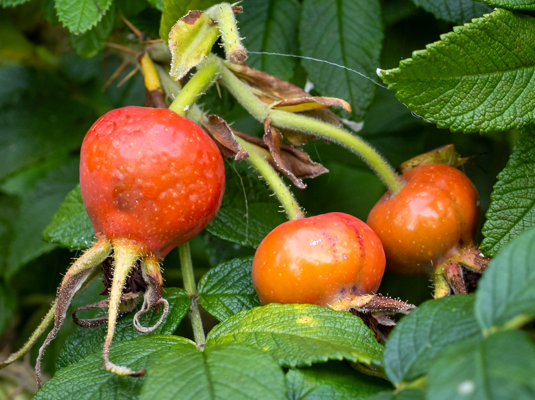 Wild rose hips