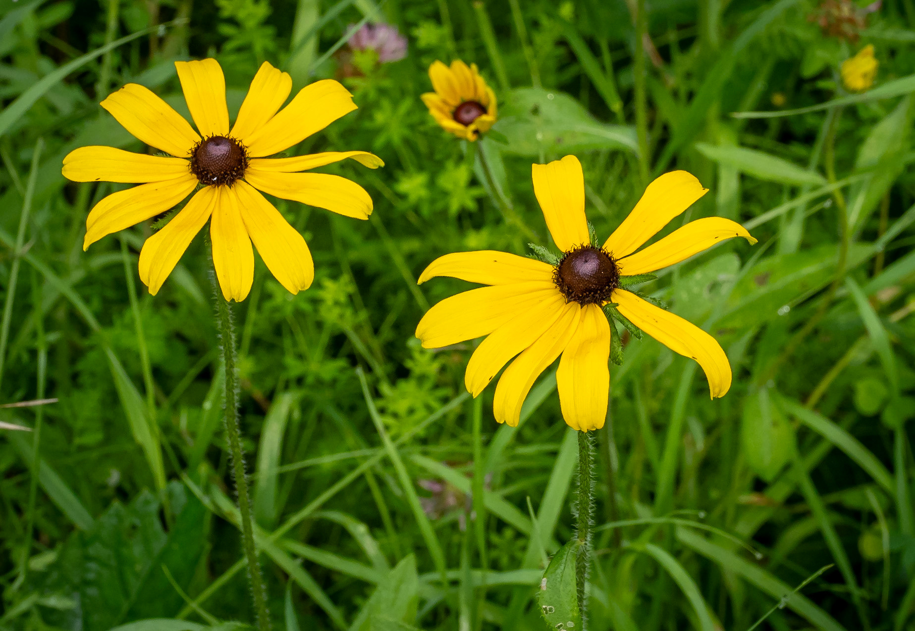Brown-eyed Susans