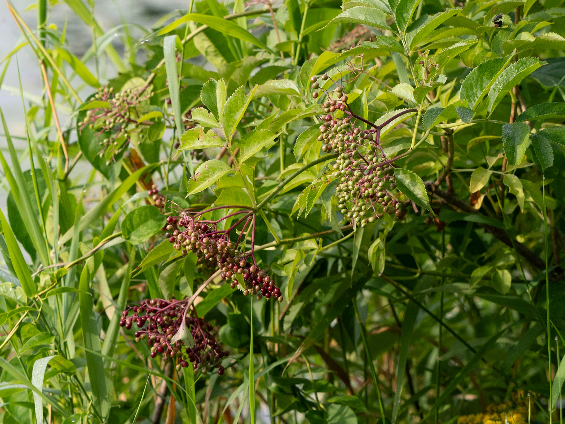 Elderberry