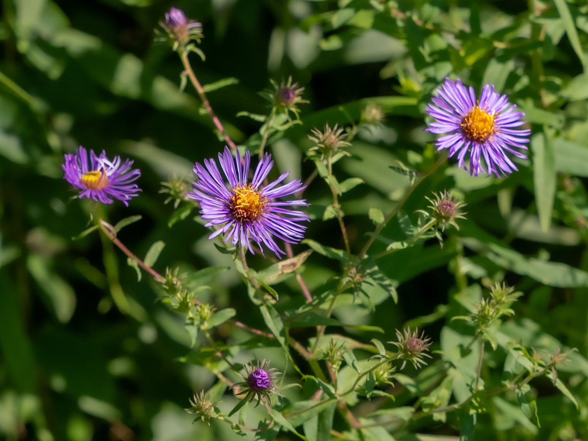 Fall aster