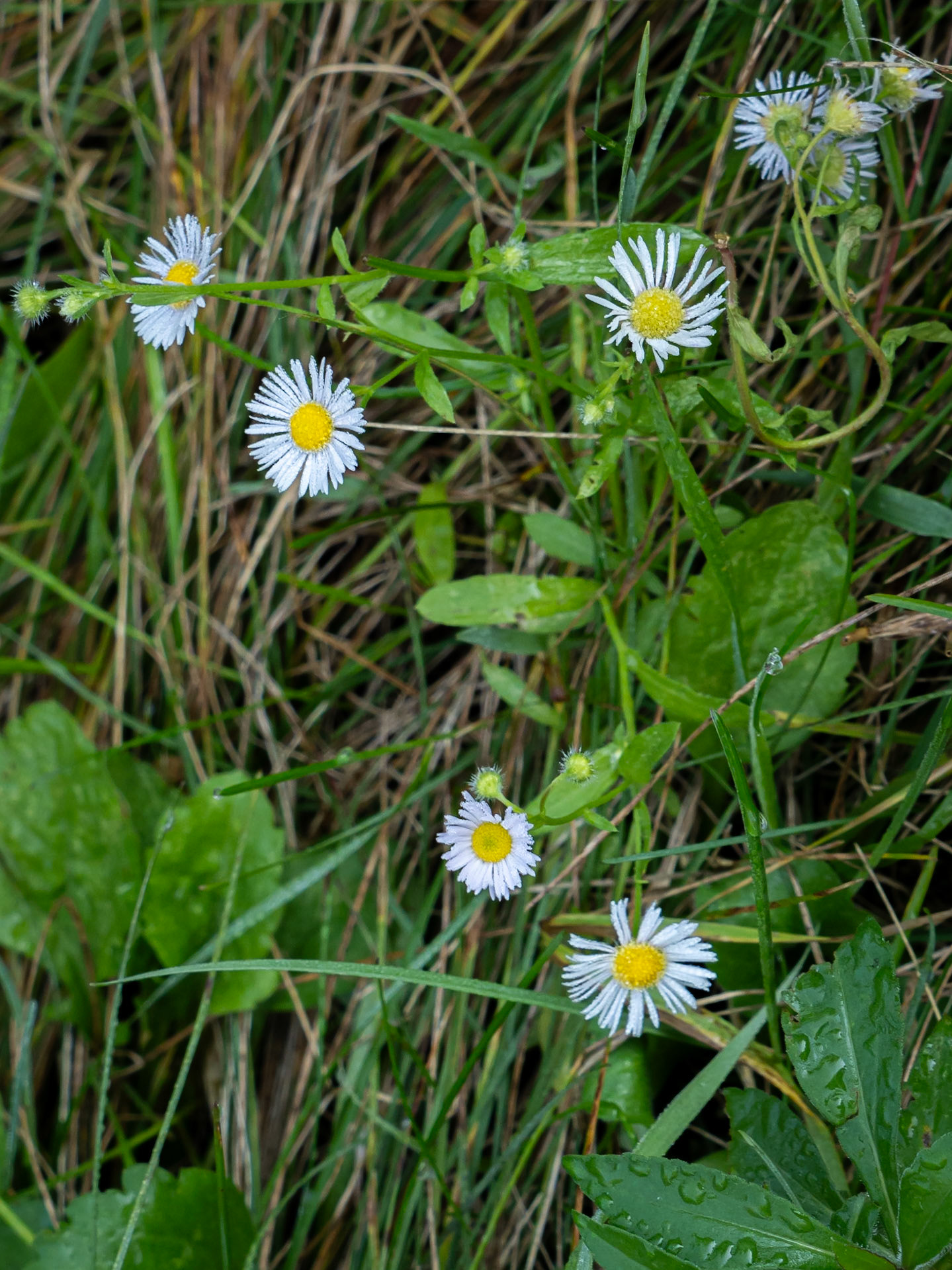 fleabane