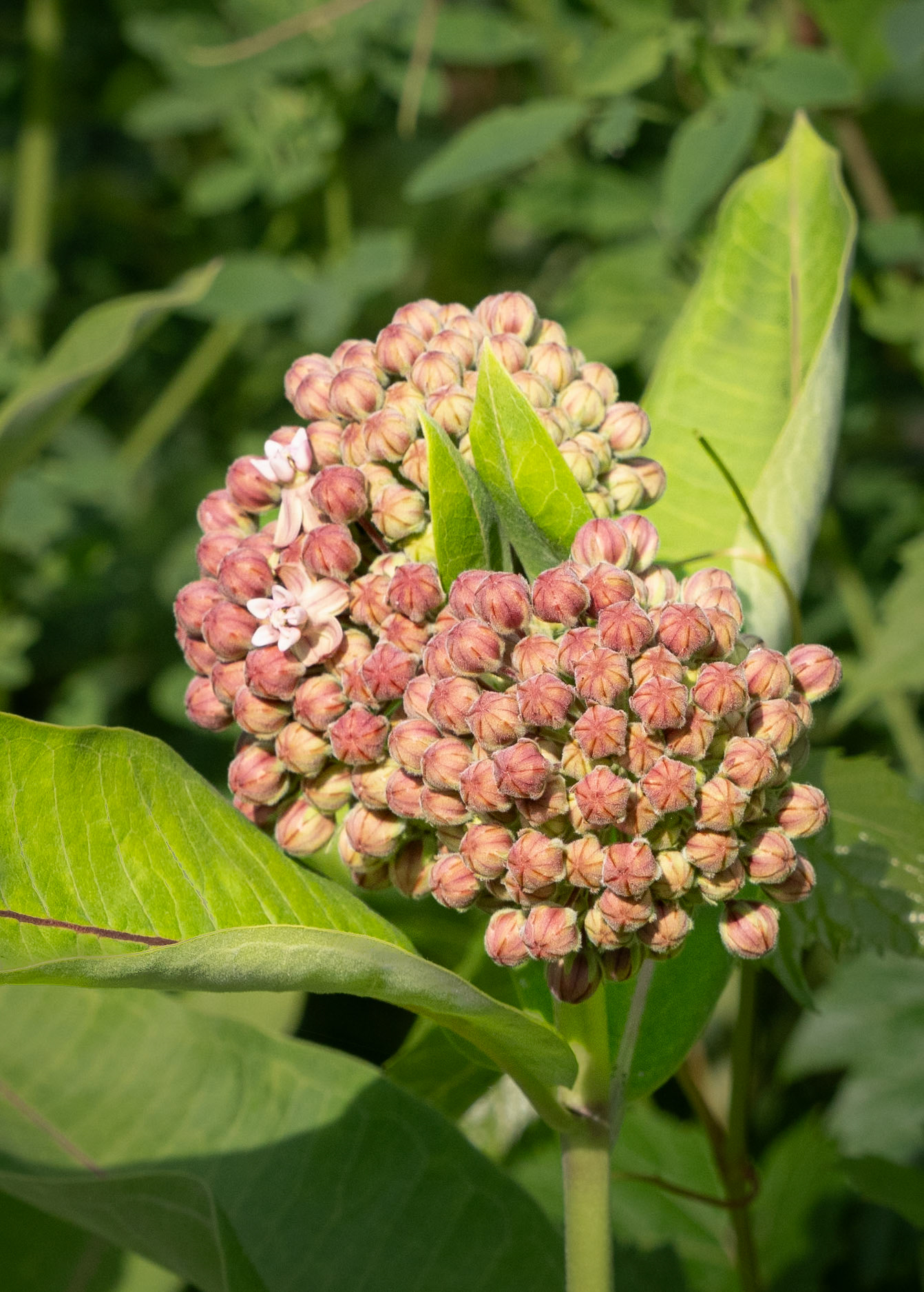 milkweed
