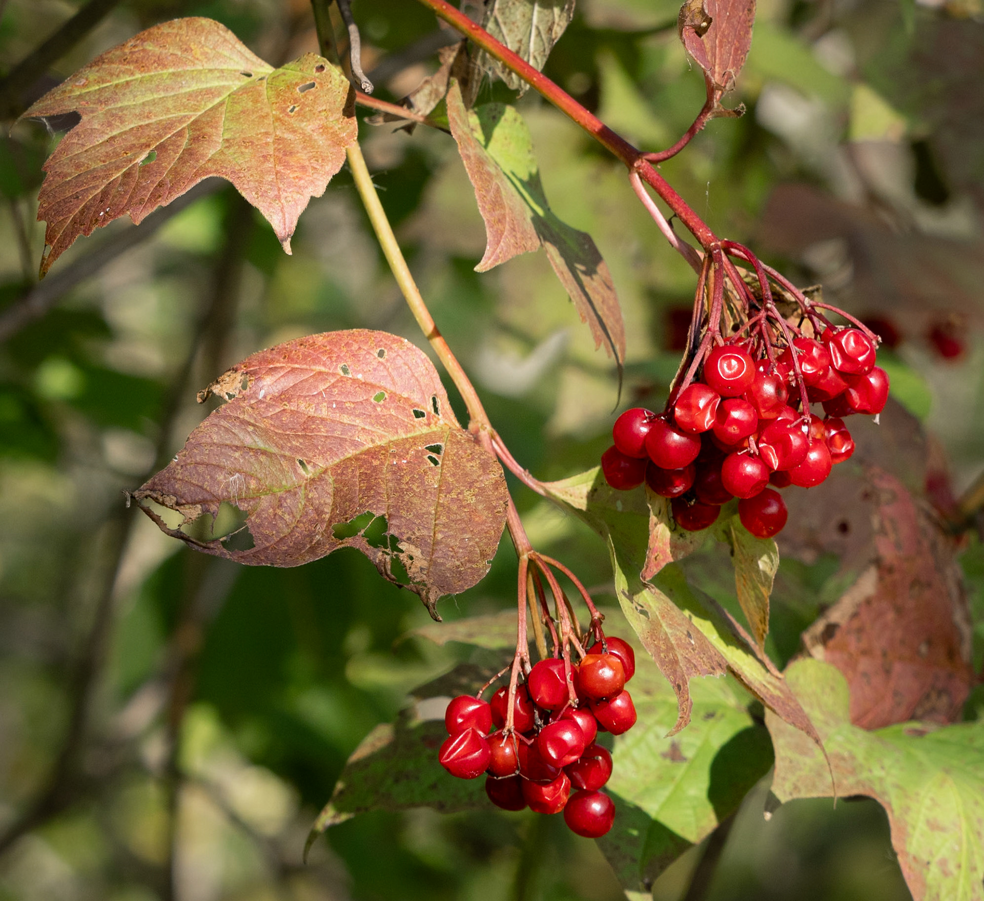 highbush cranberry