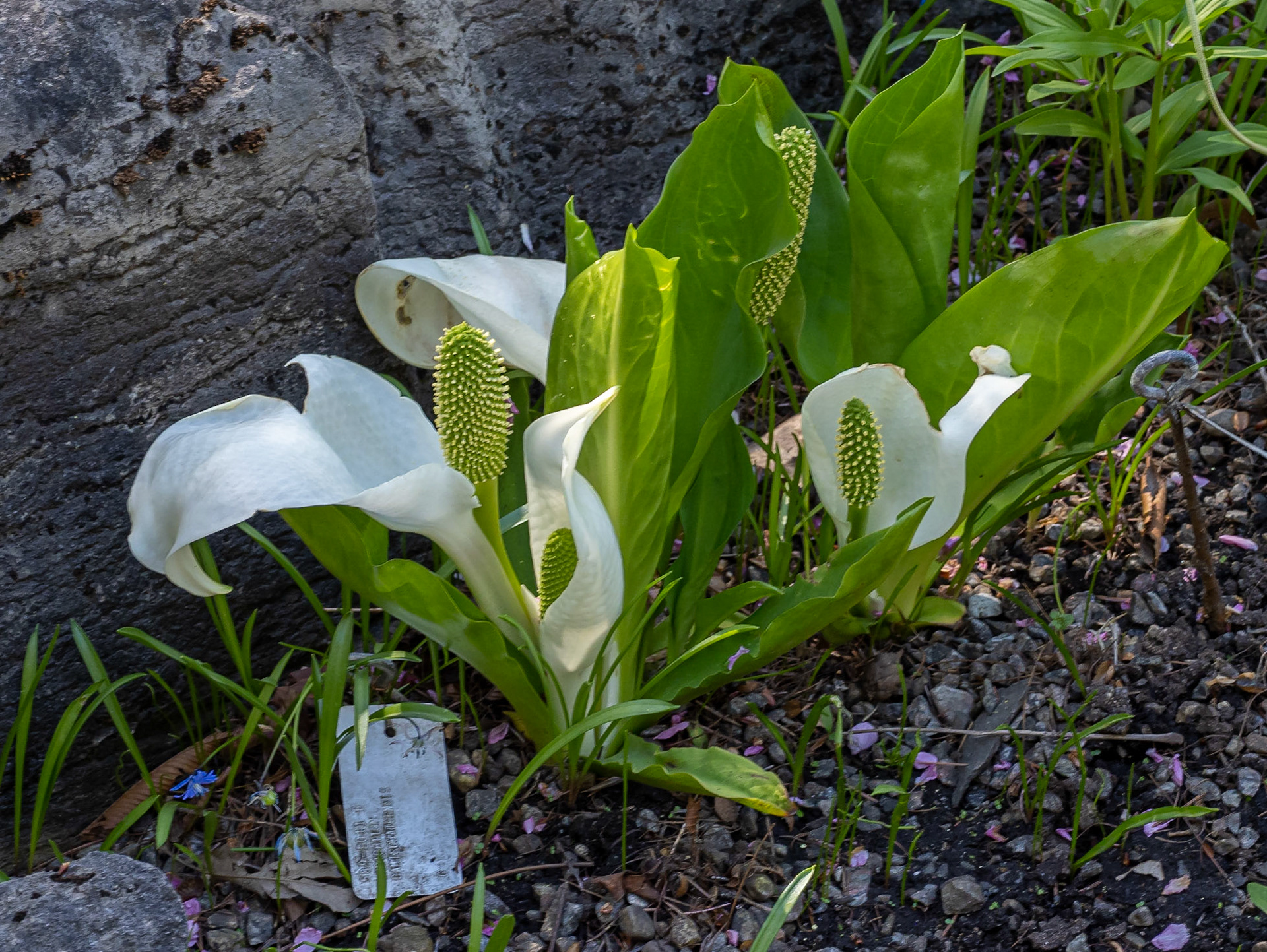 Skunk cabbage