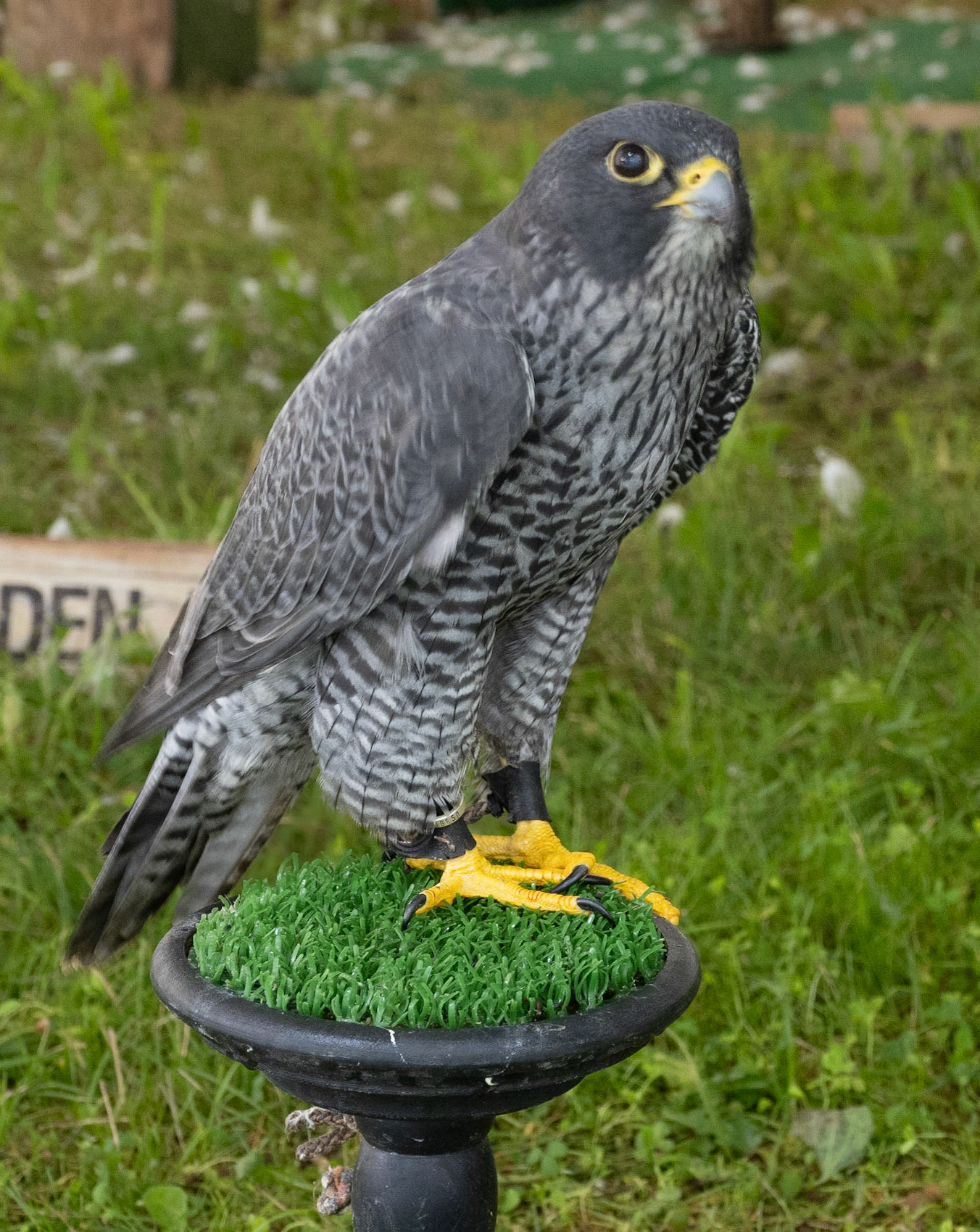 Peregrine falcon