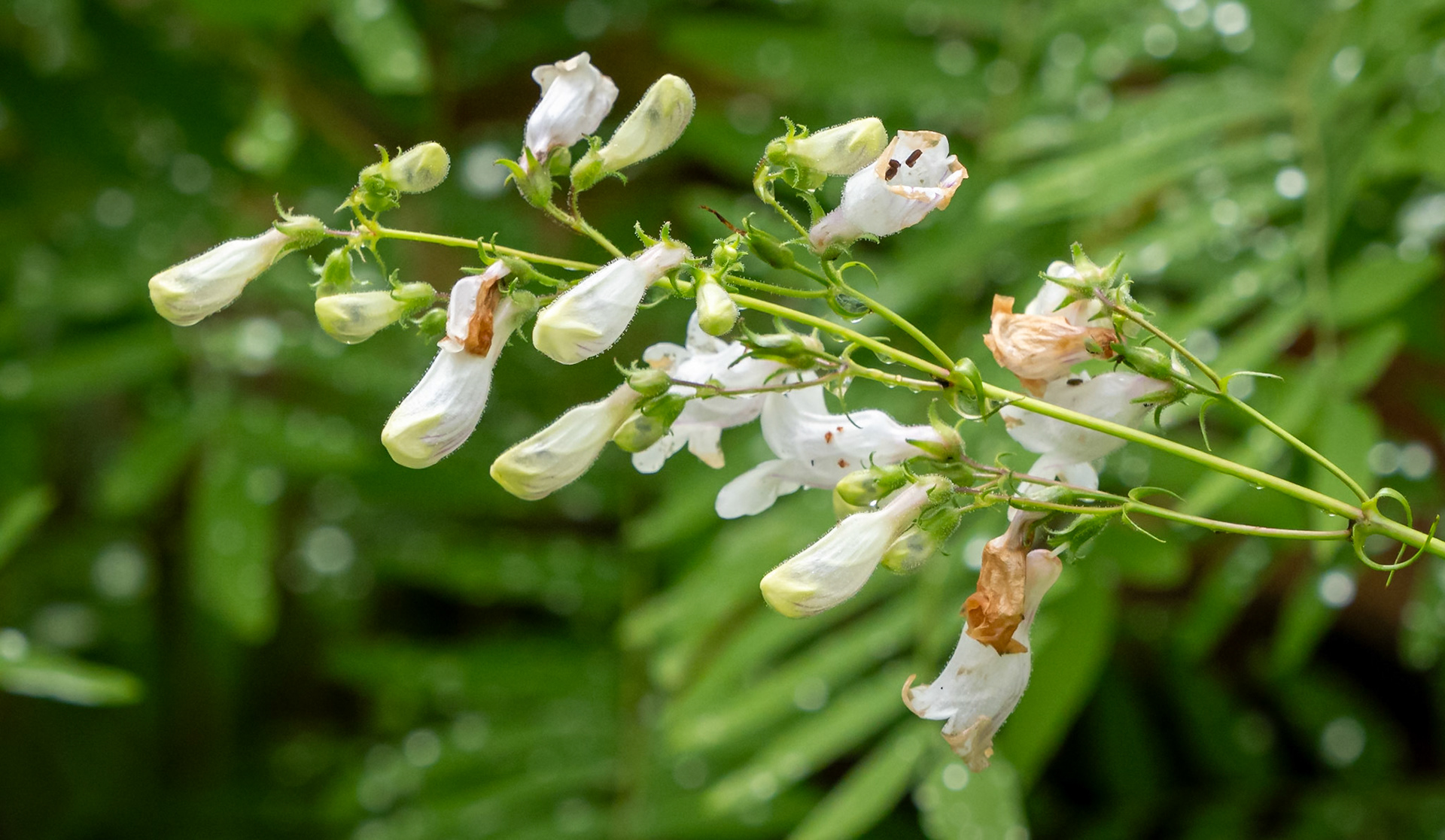 foxglove beardtongue