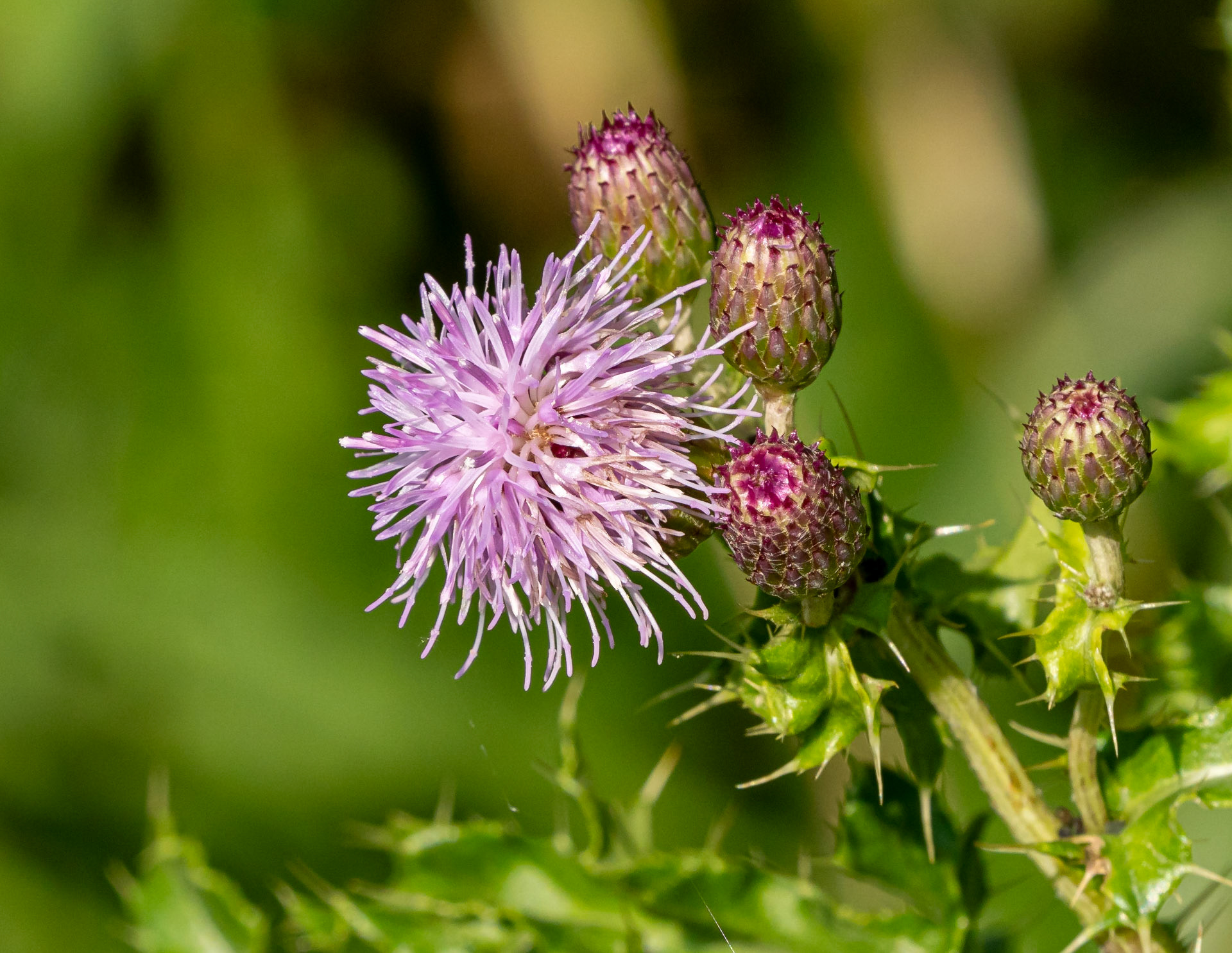 Canada thistle (aka field thistle)