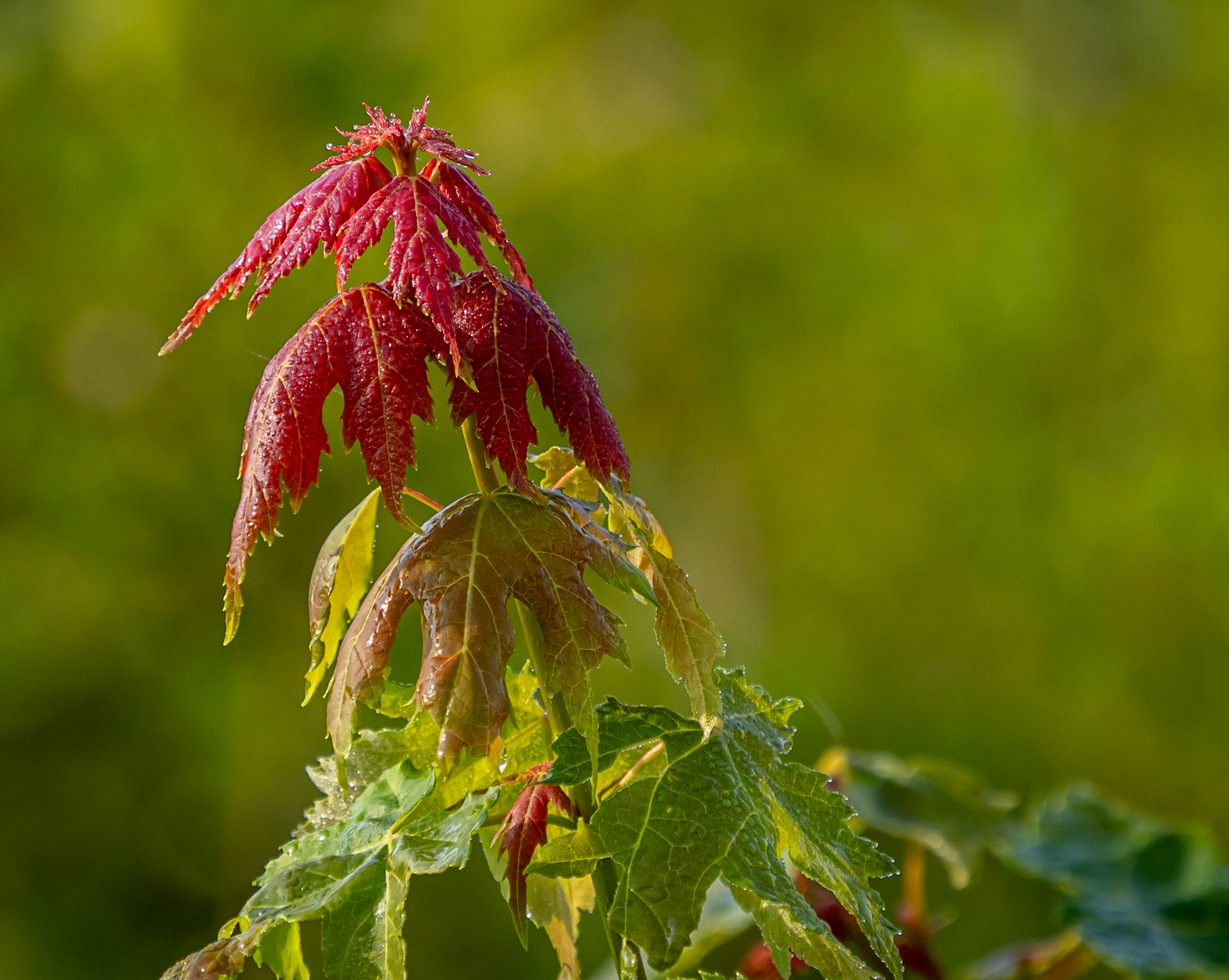 Young maple tree with new growth