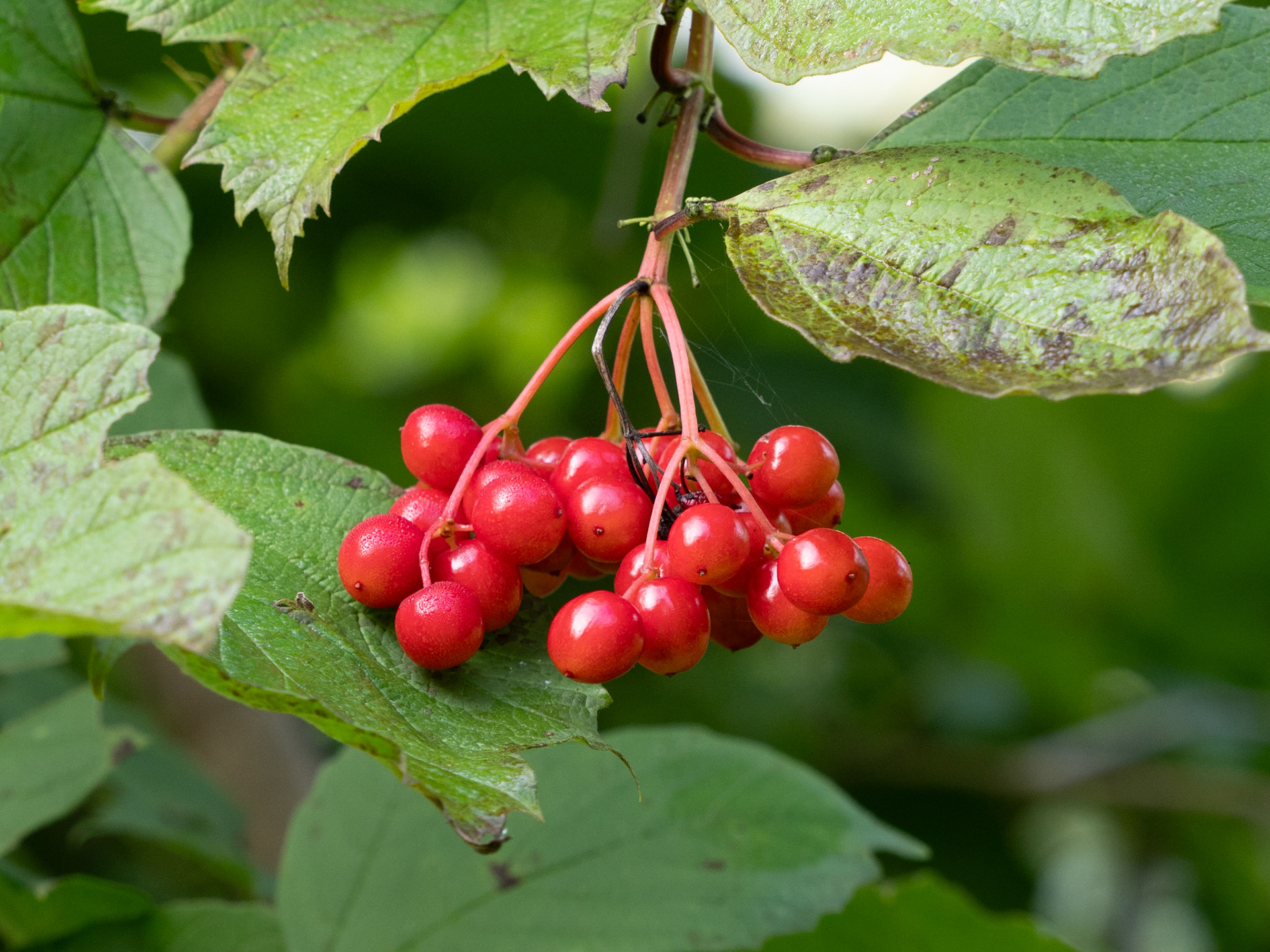 Highbush cranberry