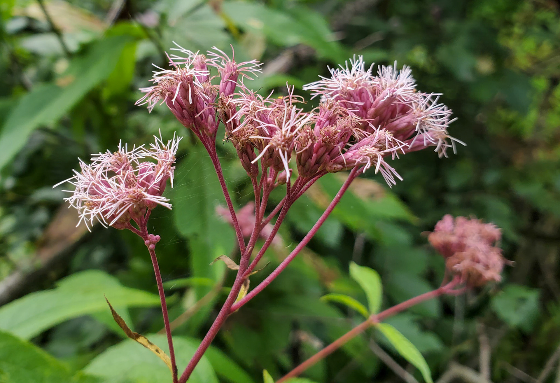 Joe pye weed