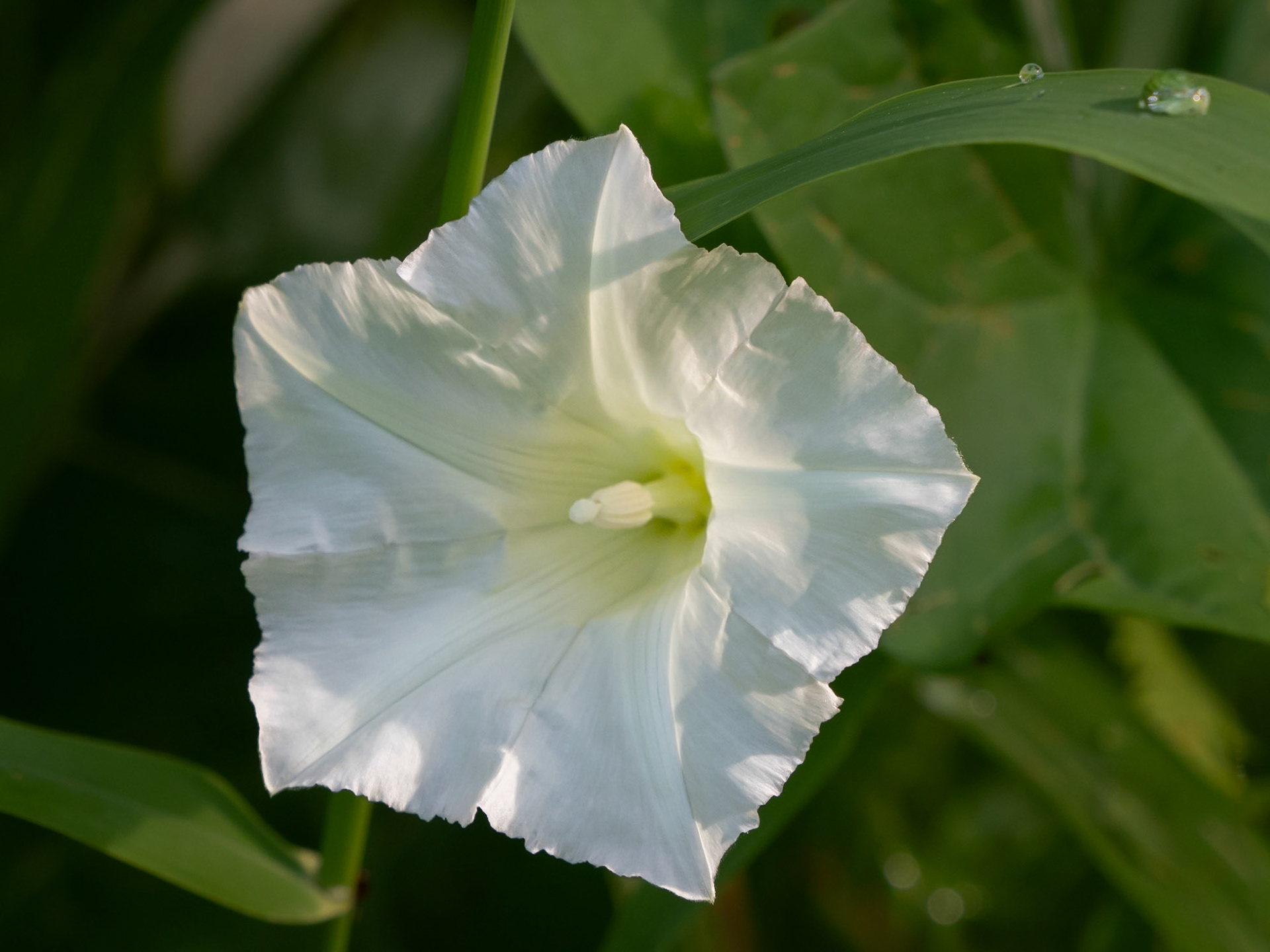 white bindweed