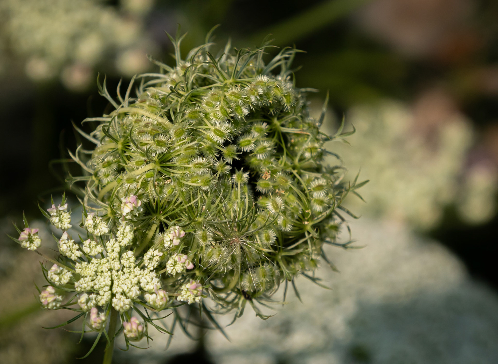 Queen Anne's Lace