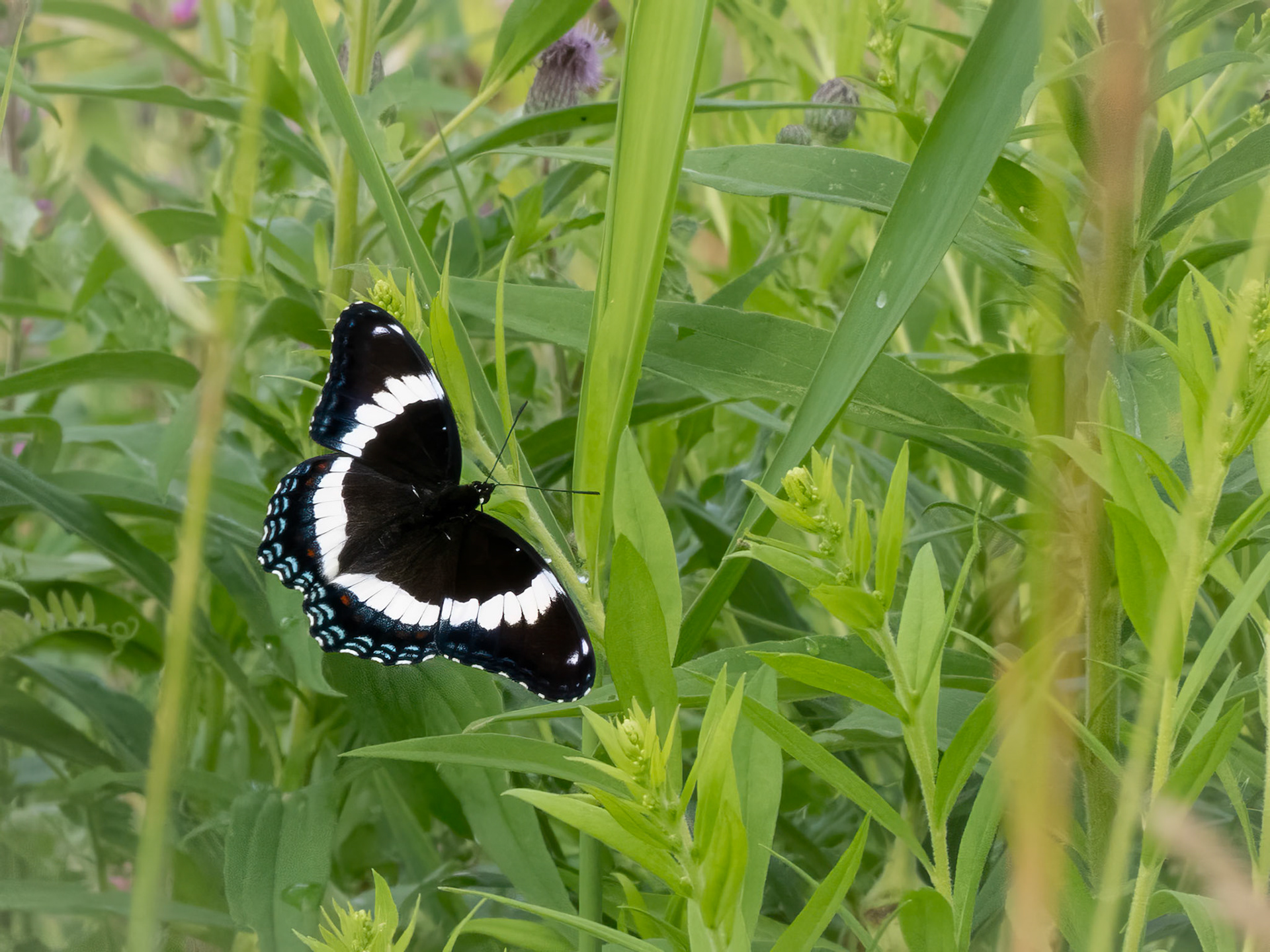 red-spotted admiral butterfly