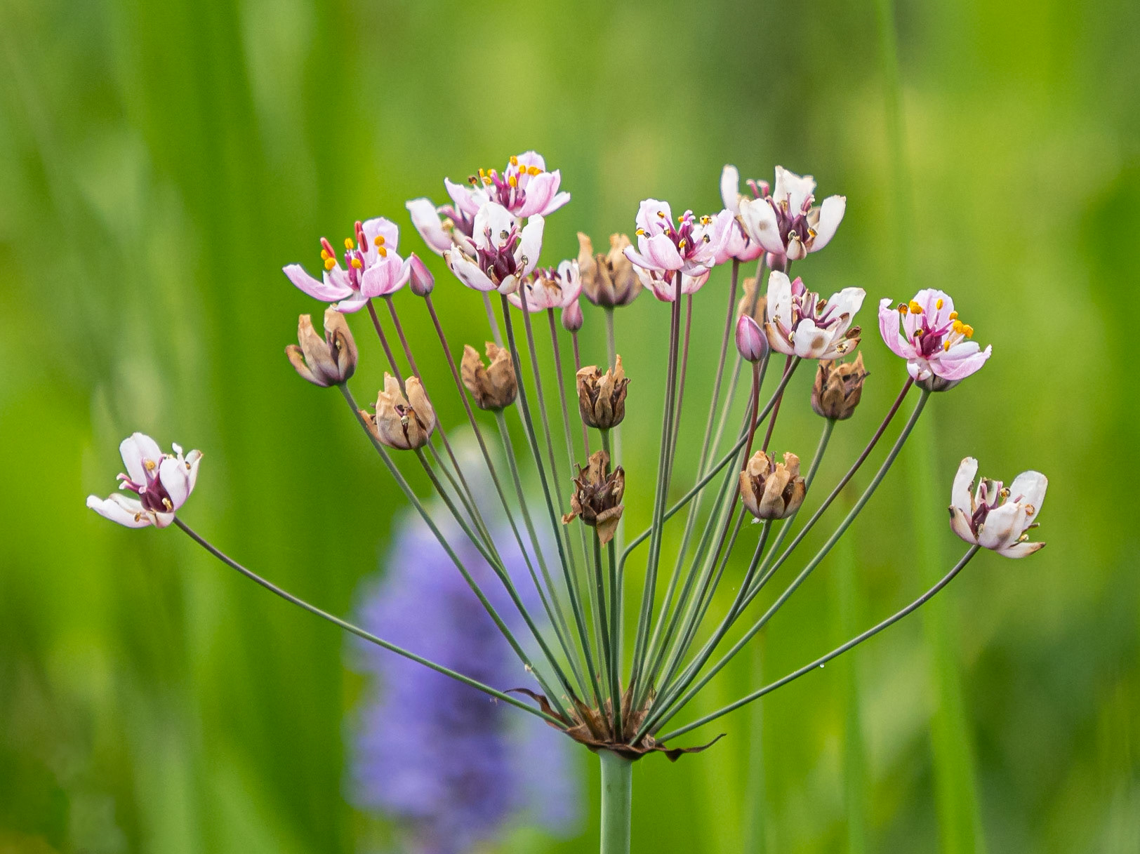 Flowering rush