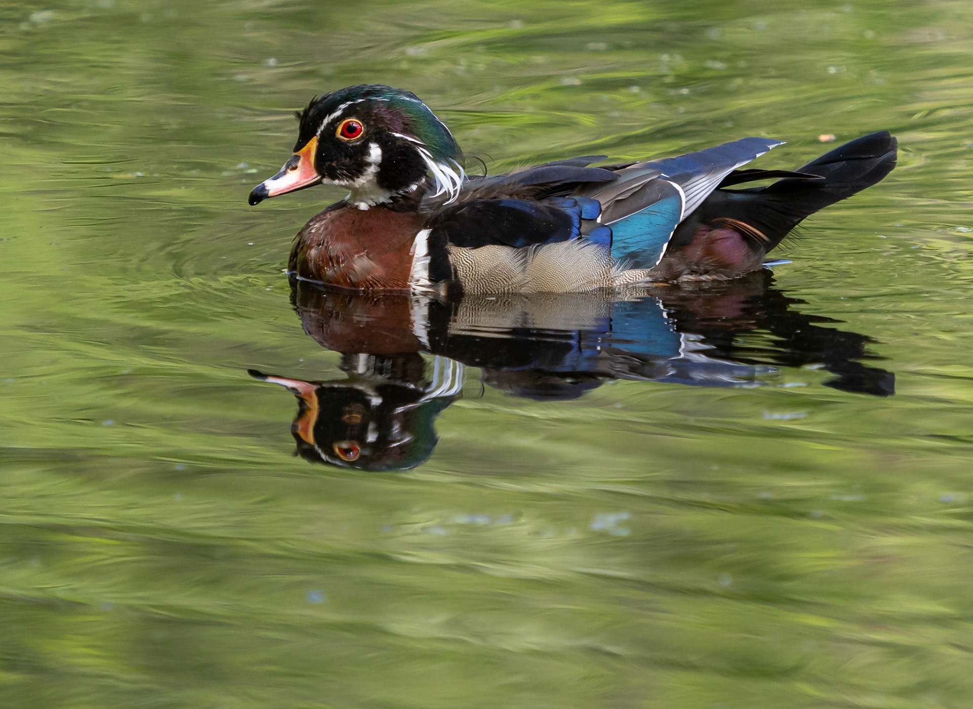 Male wood duck in early stages of moult