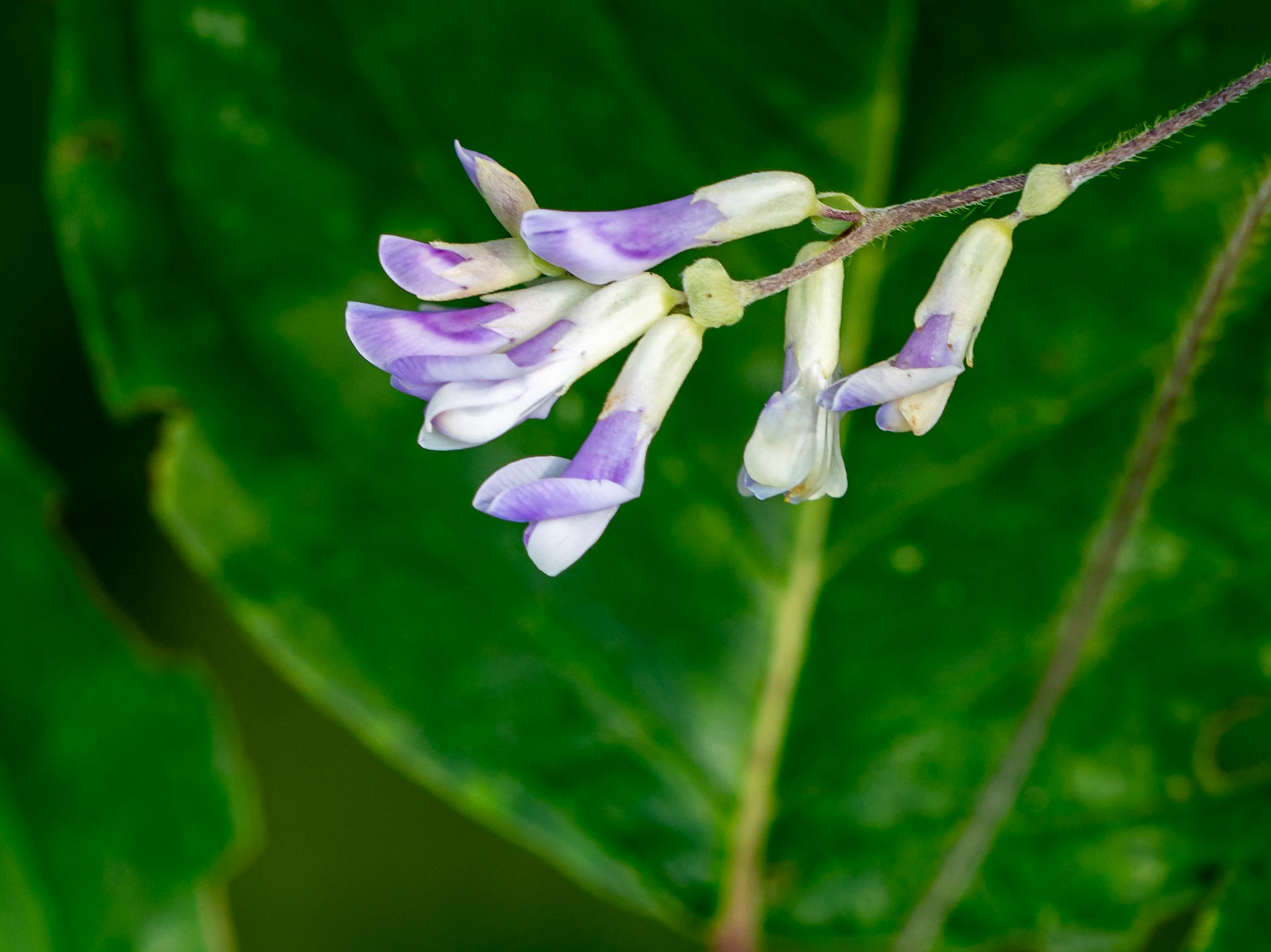 hog-peanut