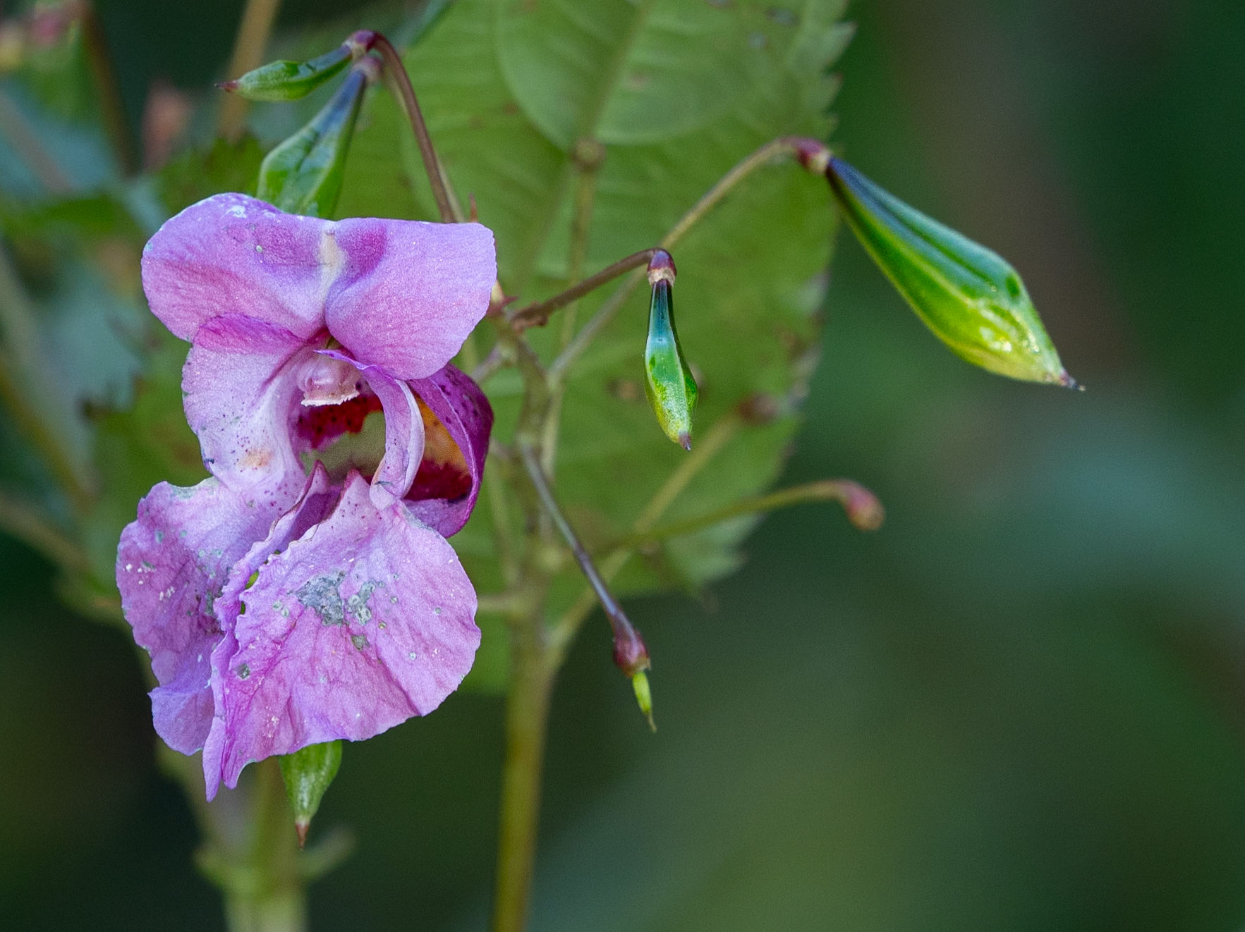 Balfour's Touch-Me-Not(impatiens)