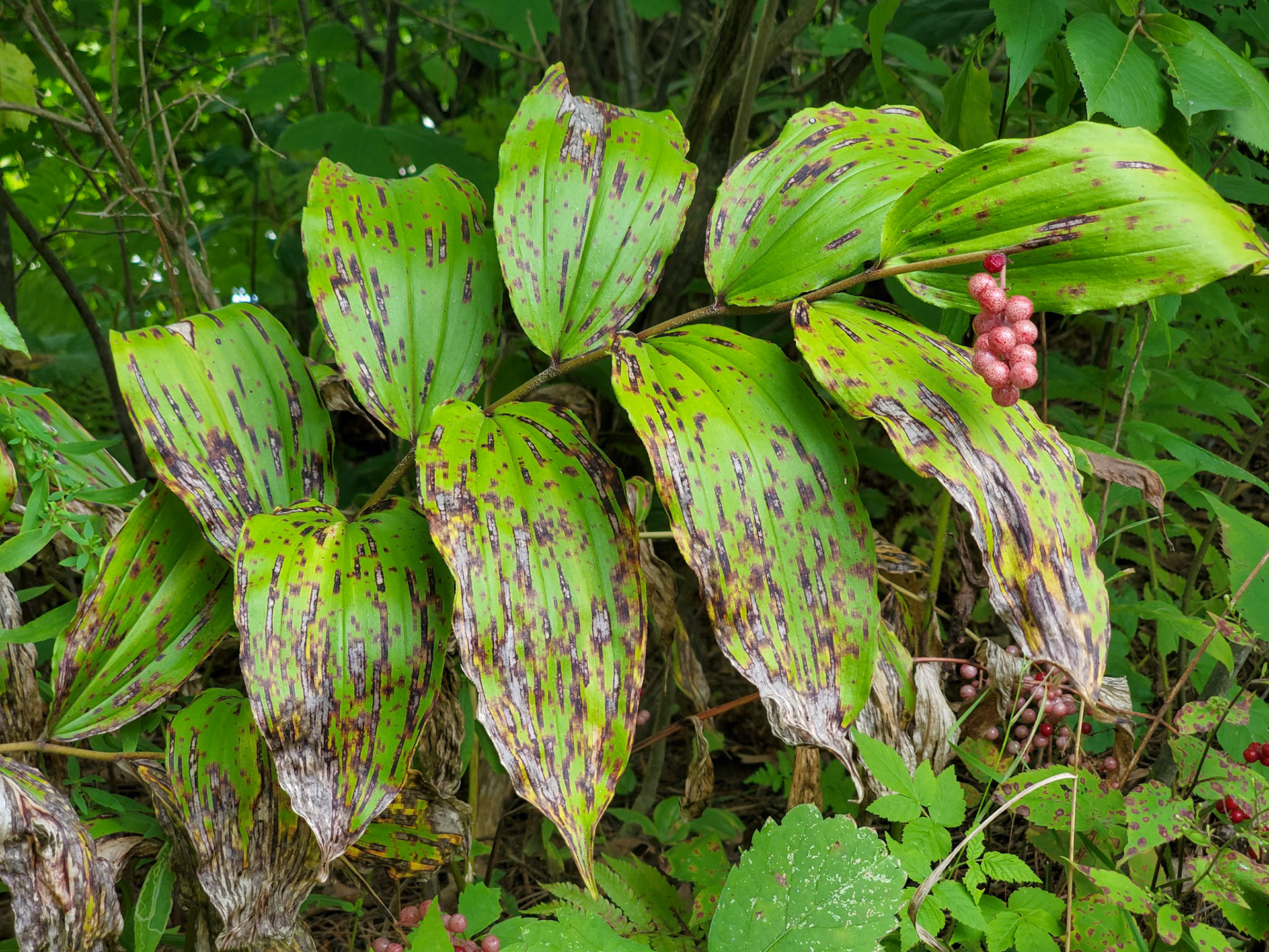 False solomon seal