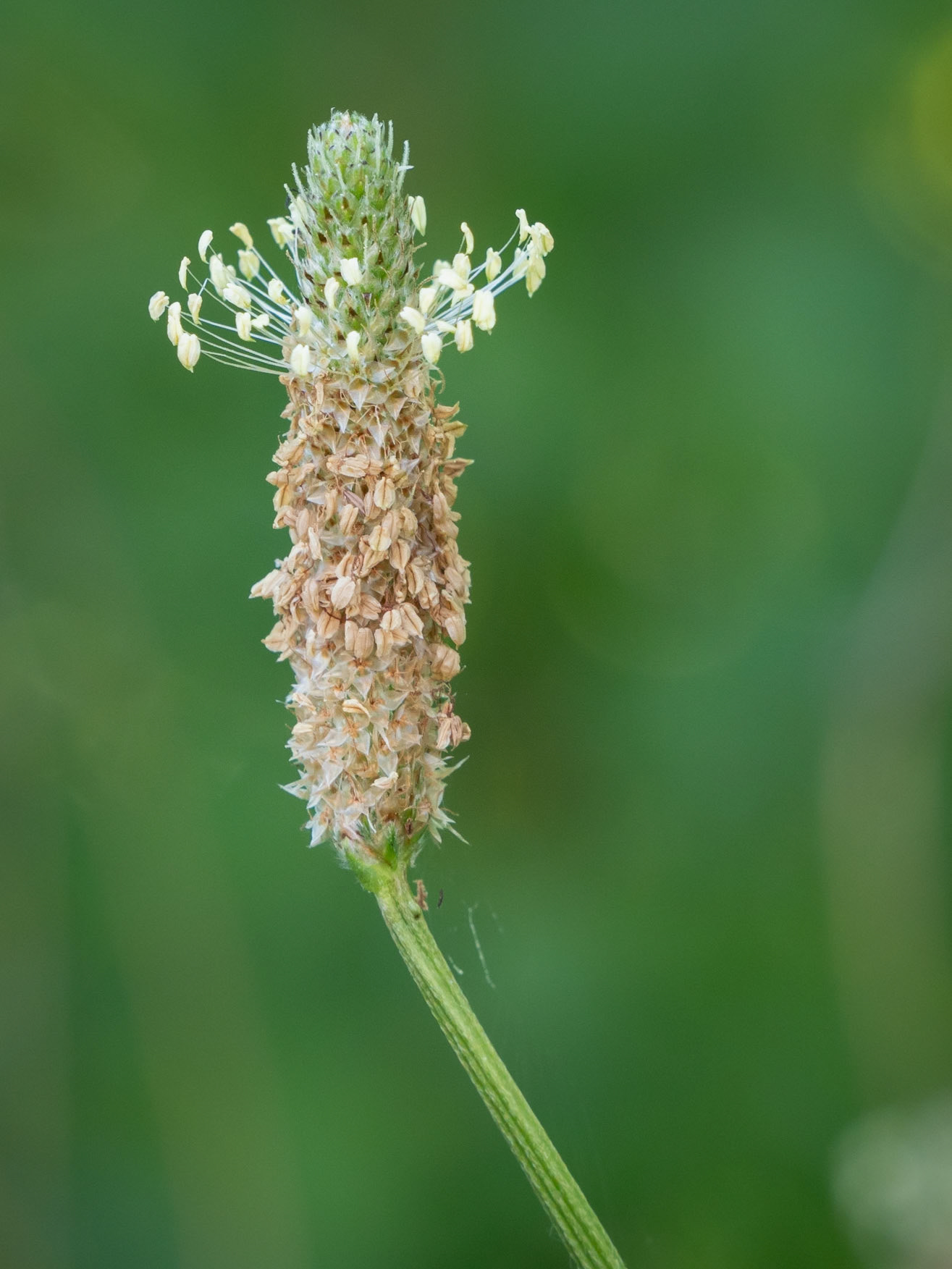 grass