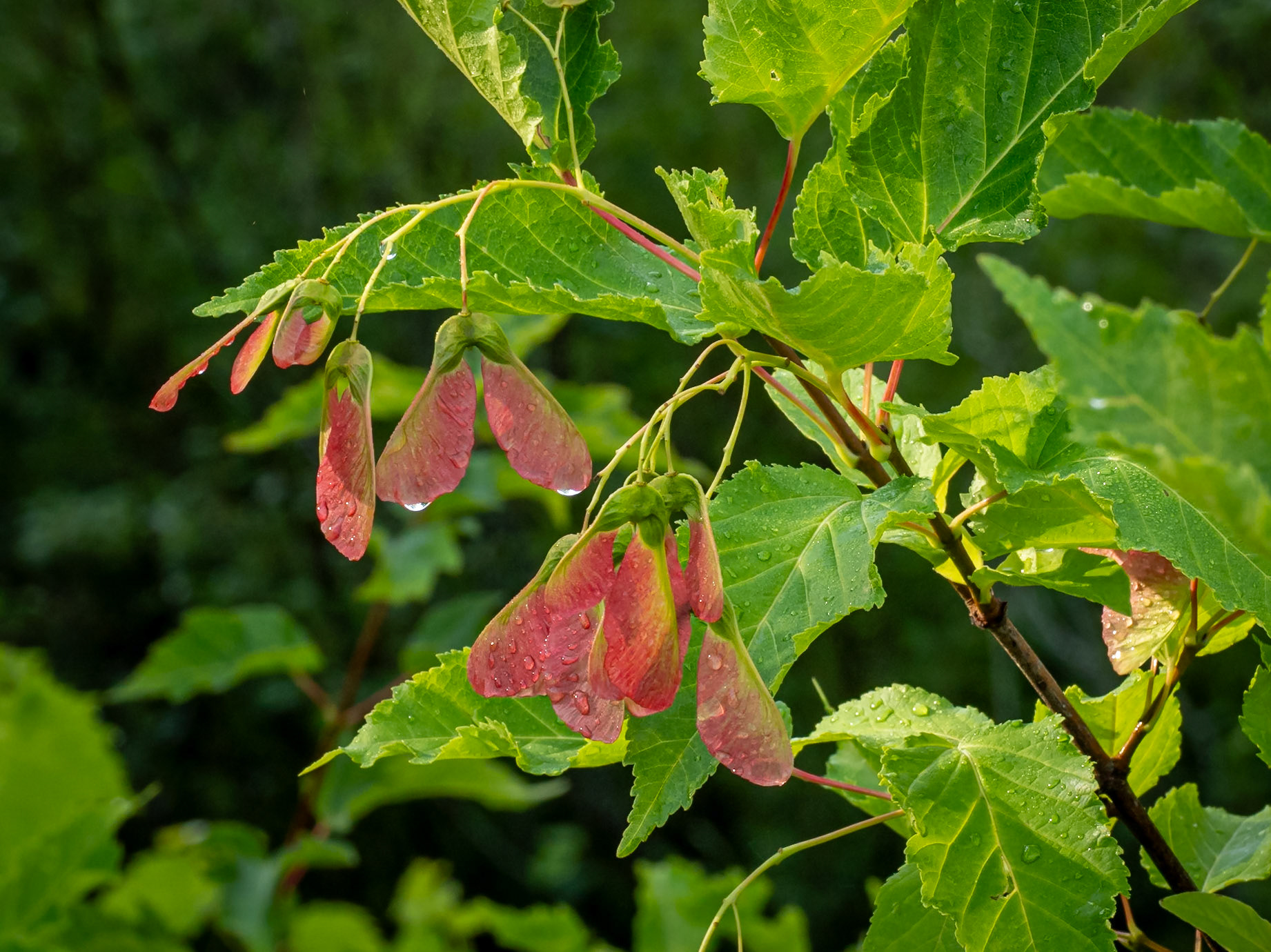Maple seeds