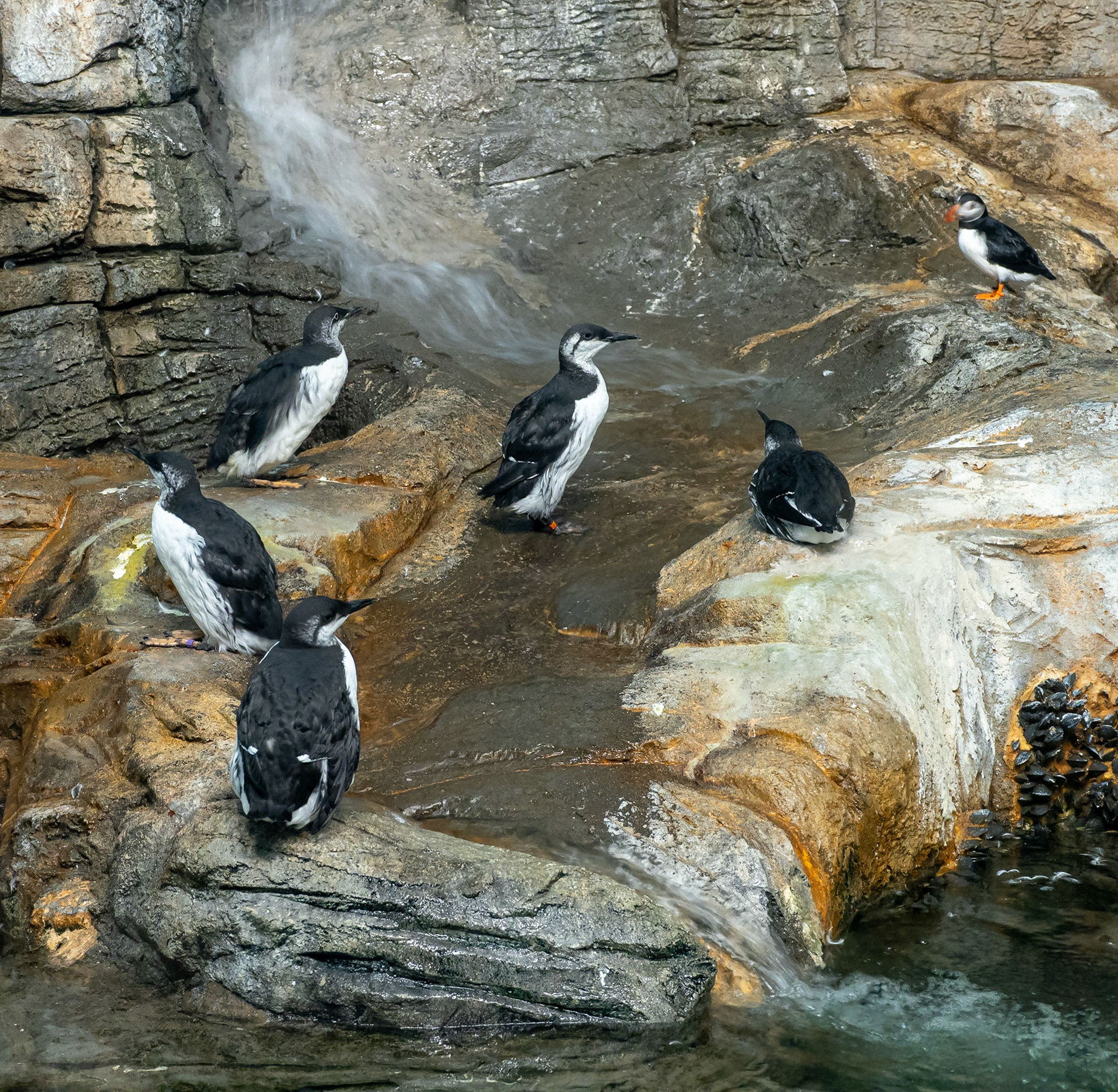 Puffin, murre