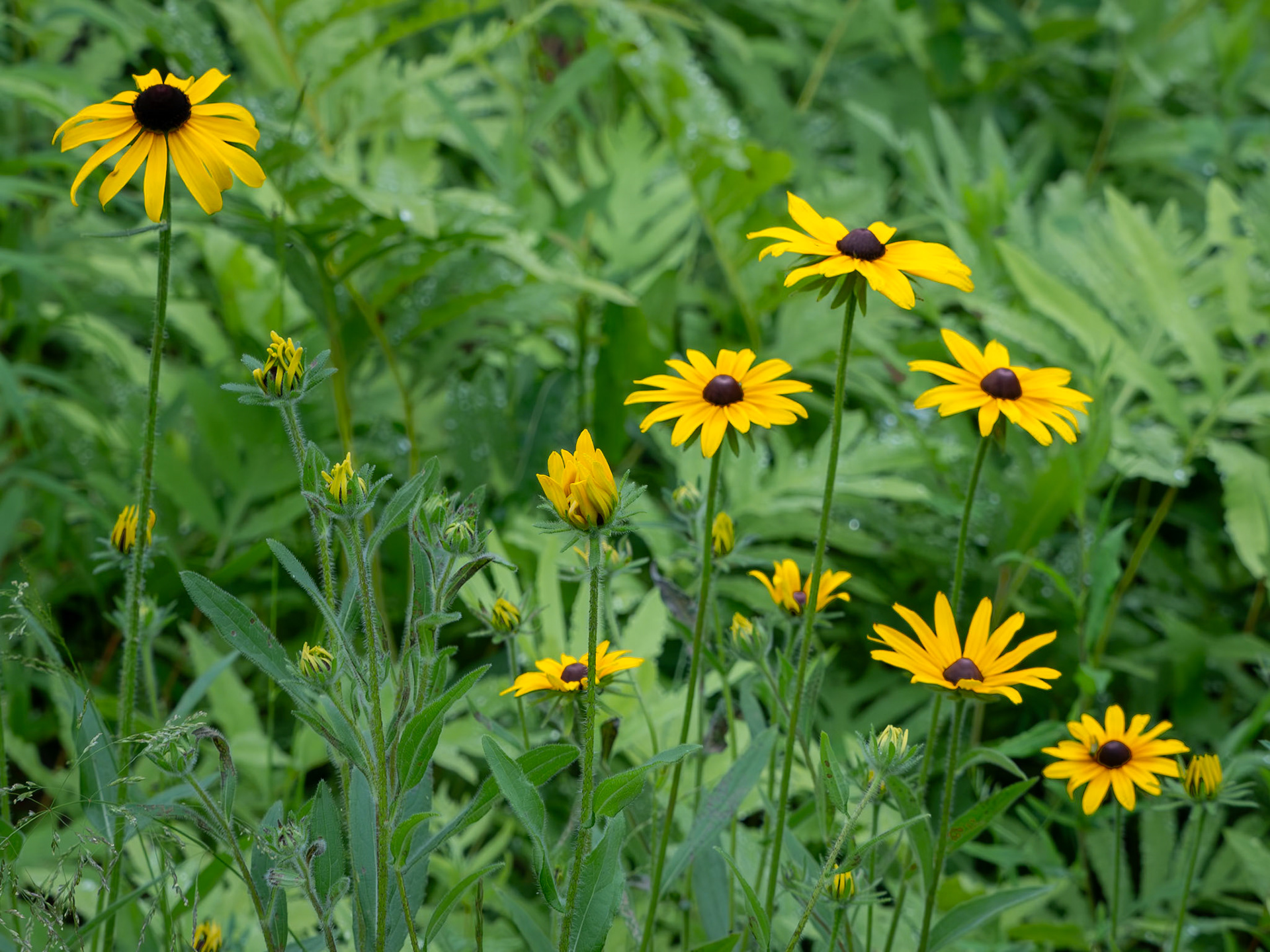 brown-eyed susans