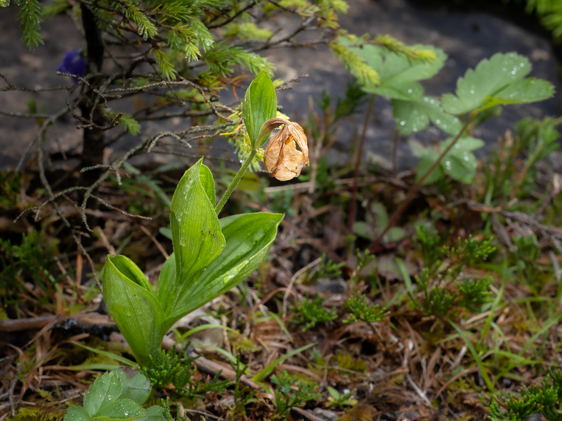 Past prime ladyslipper orchid