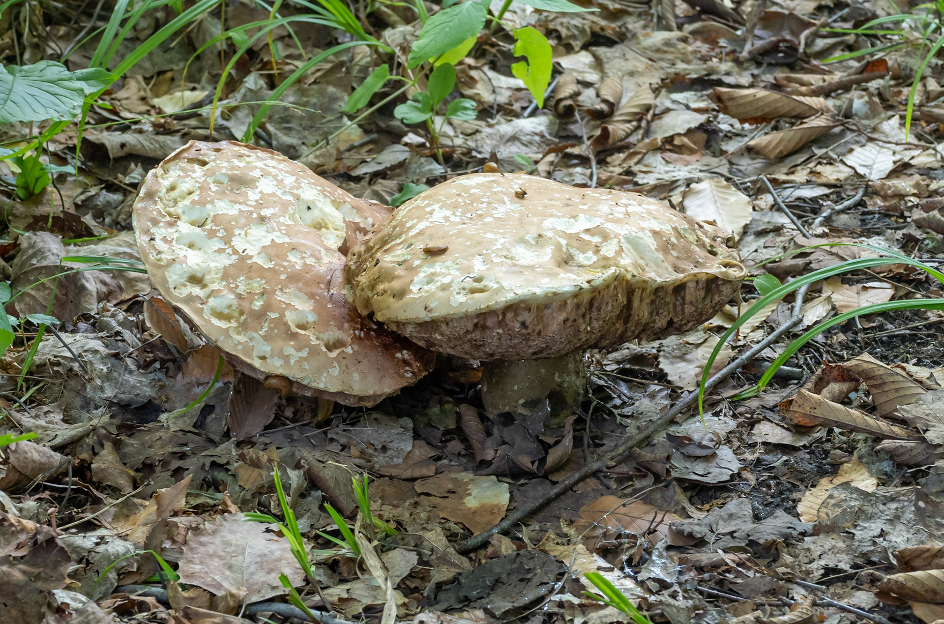 Large mushrooms