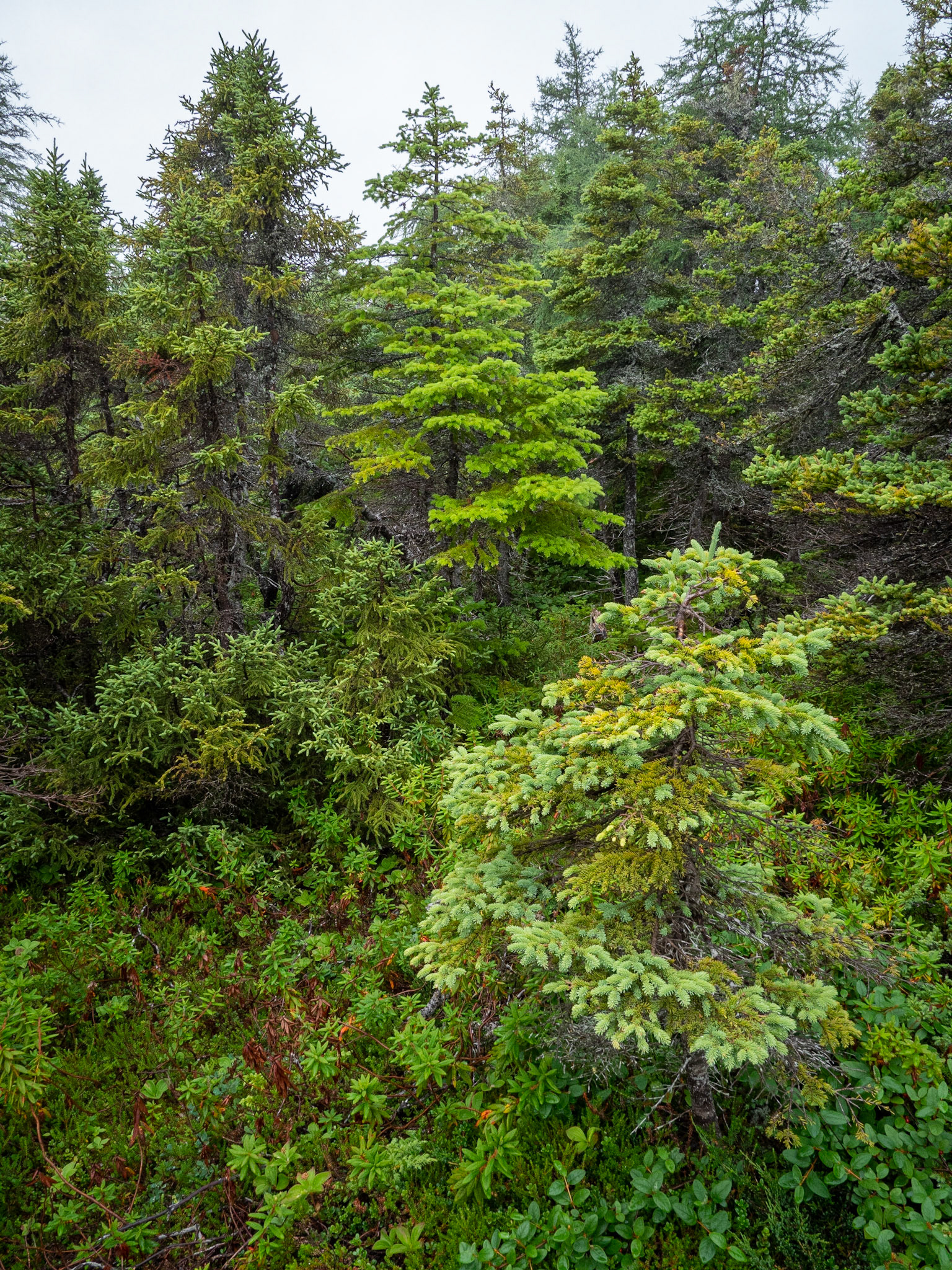Spruce