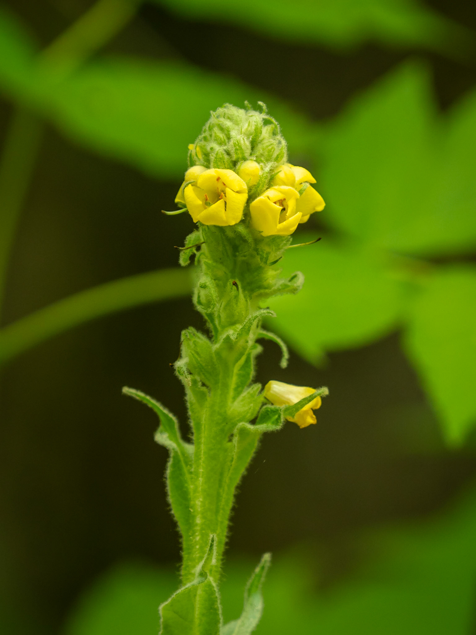Mullein