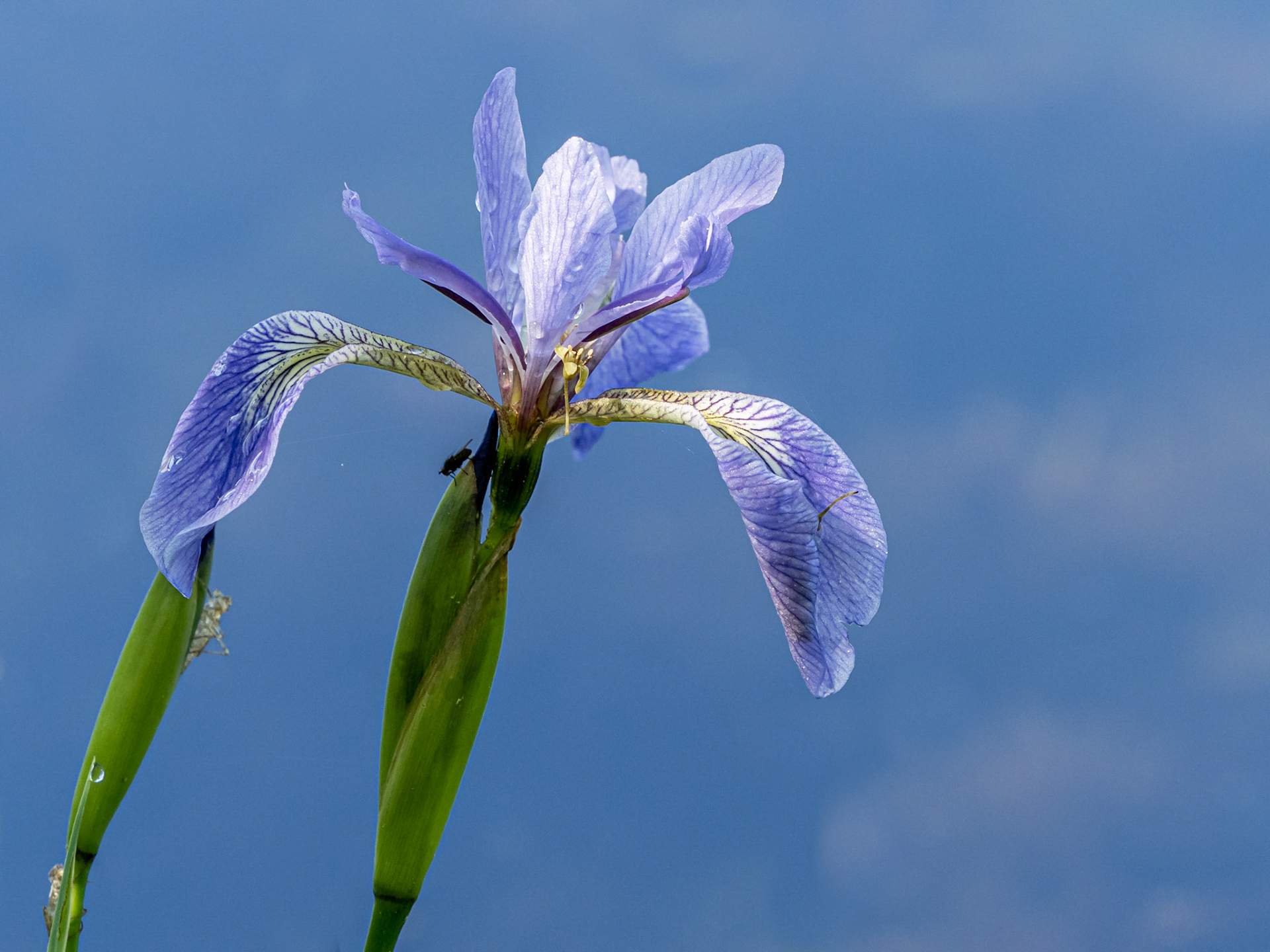 Blue flag