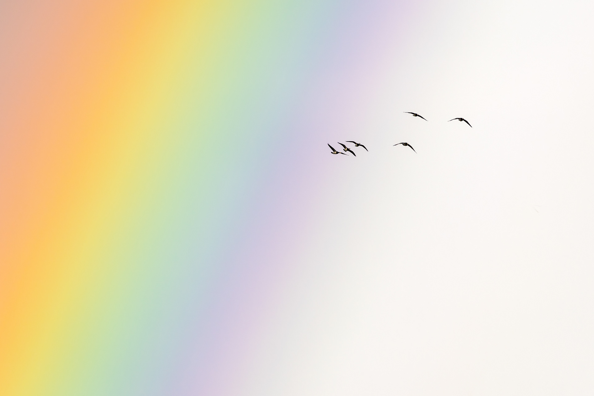 Islay photo landscape photography Wildlife Geese Rainbow Islay Rainbow
