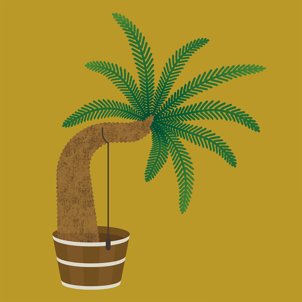 Encephalartos altensteinii (Oostkaapse broodboom)