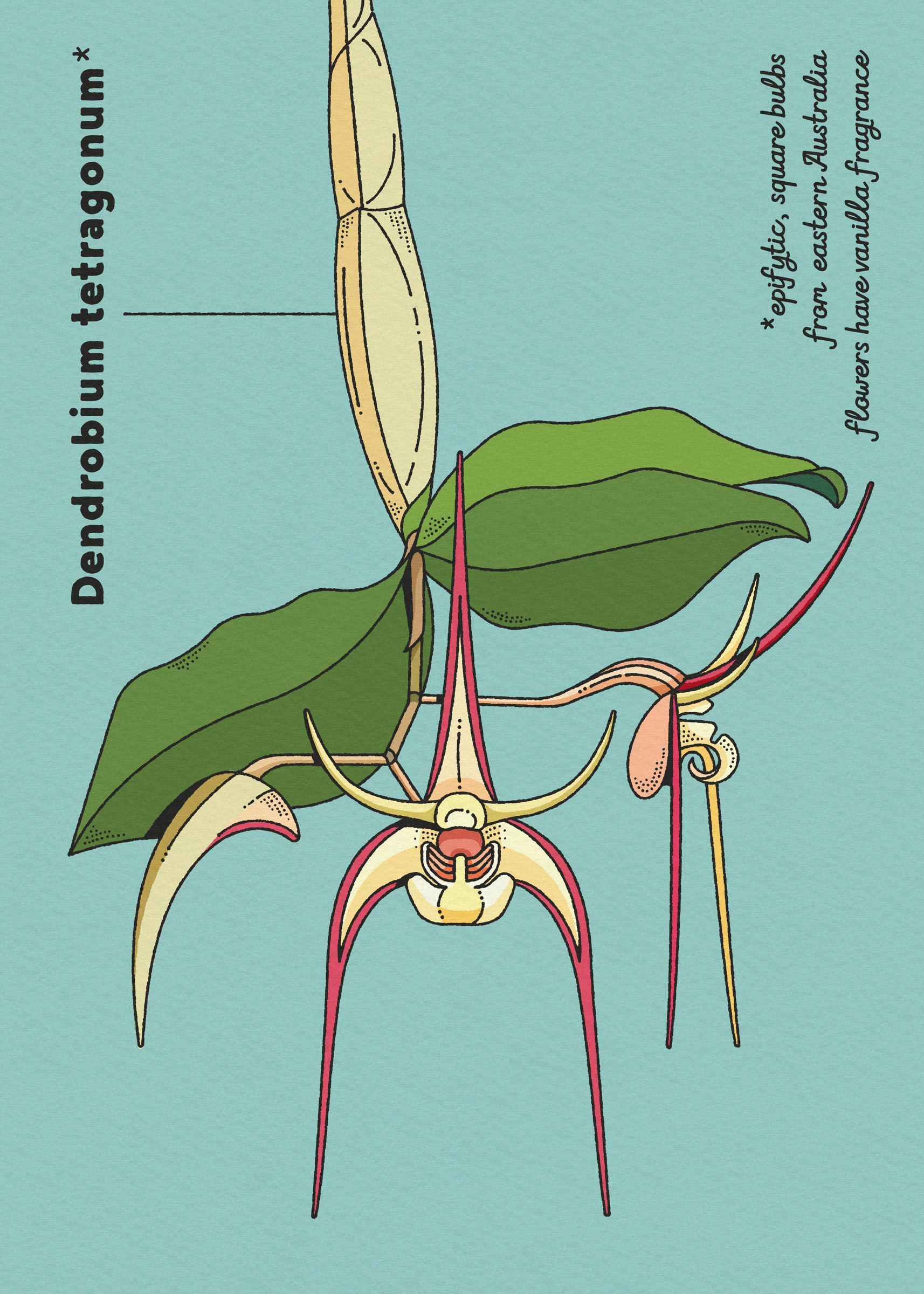 botanische illustratie elke uijtewaal australische orchidee dendrobium tetragonum