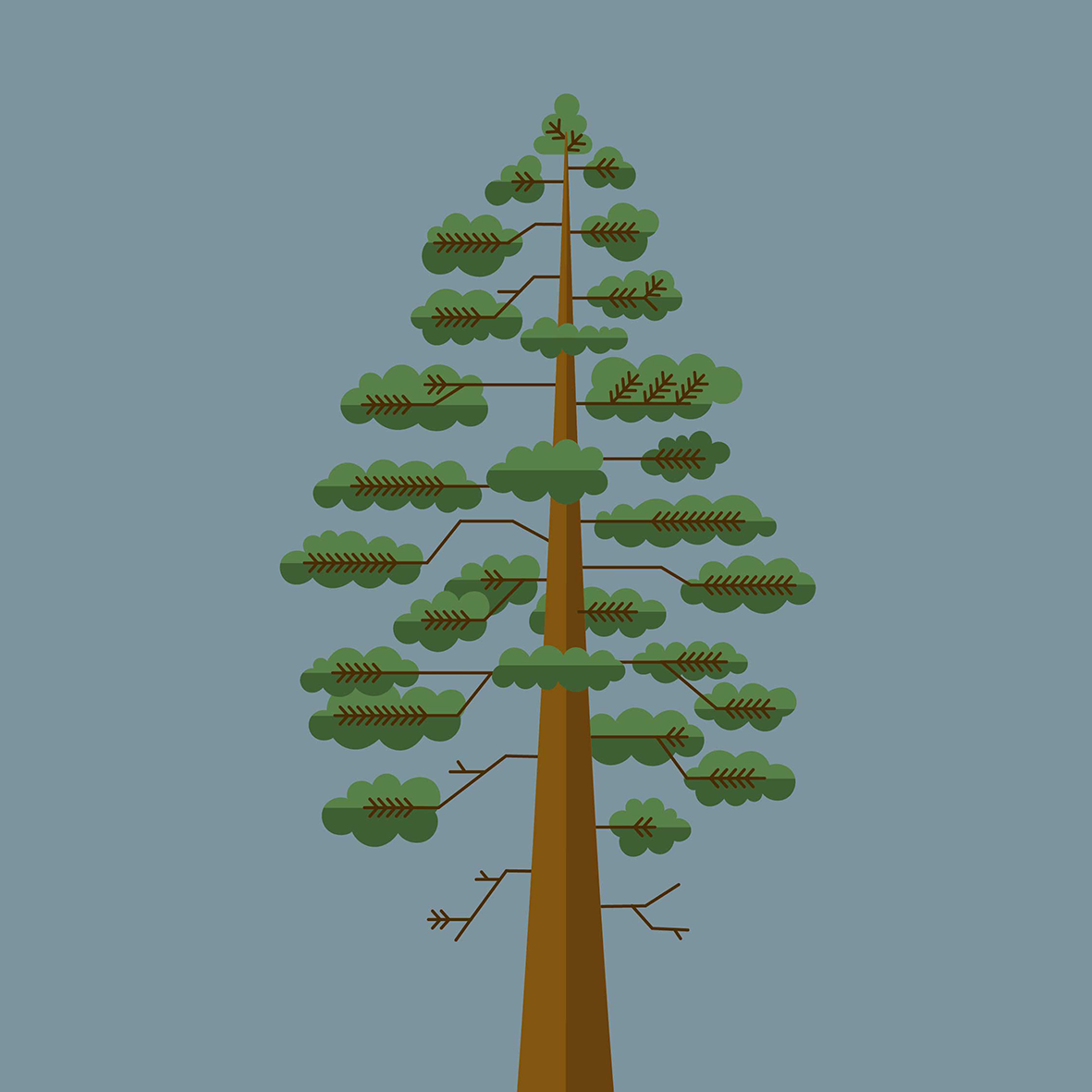 Sequoia sempervirens (kustmammoetboom)