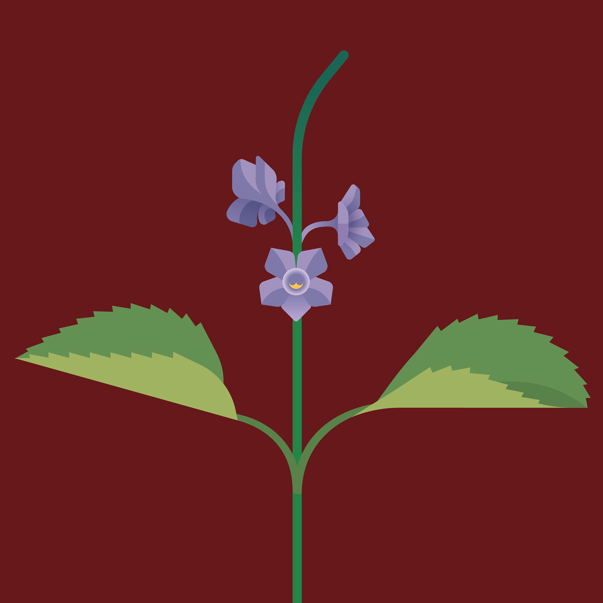 Stachytarpheta jamaicensis (ijzerkruid)