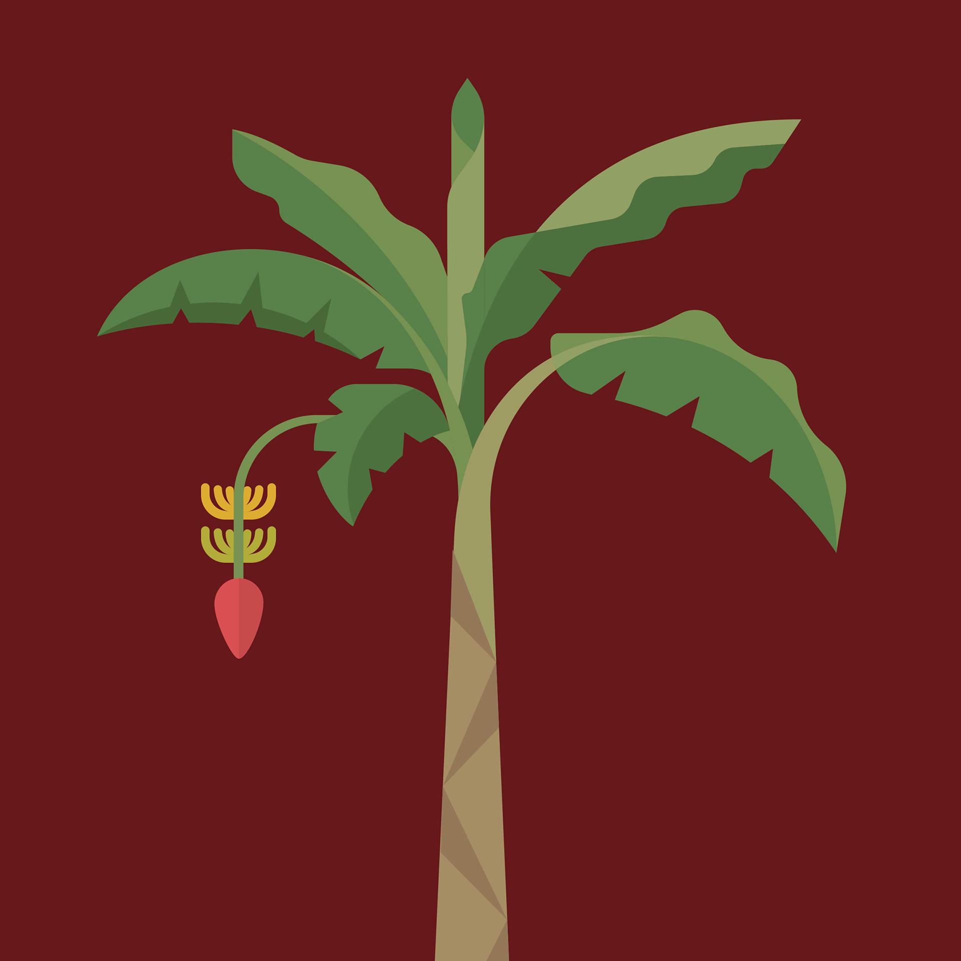 Musa acuminata (bananenplant)